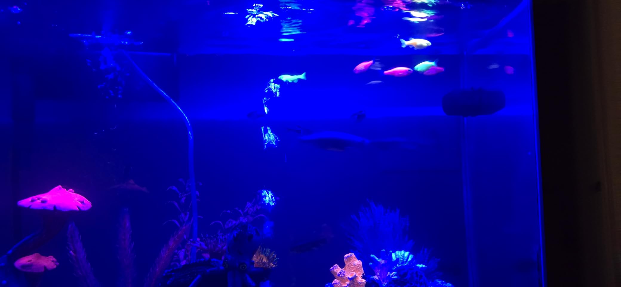 AQQA LED Aquarium Light, 24/7 & DIY Mode Full Spectrum Fish Tank Light | Adjustable Timer/Brightness, Extendable Bracket Aquarium Plant Light, Memory Function, IP68 Waterproof, for 24-32 Inch Tank customer photo 1