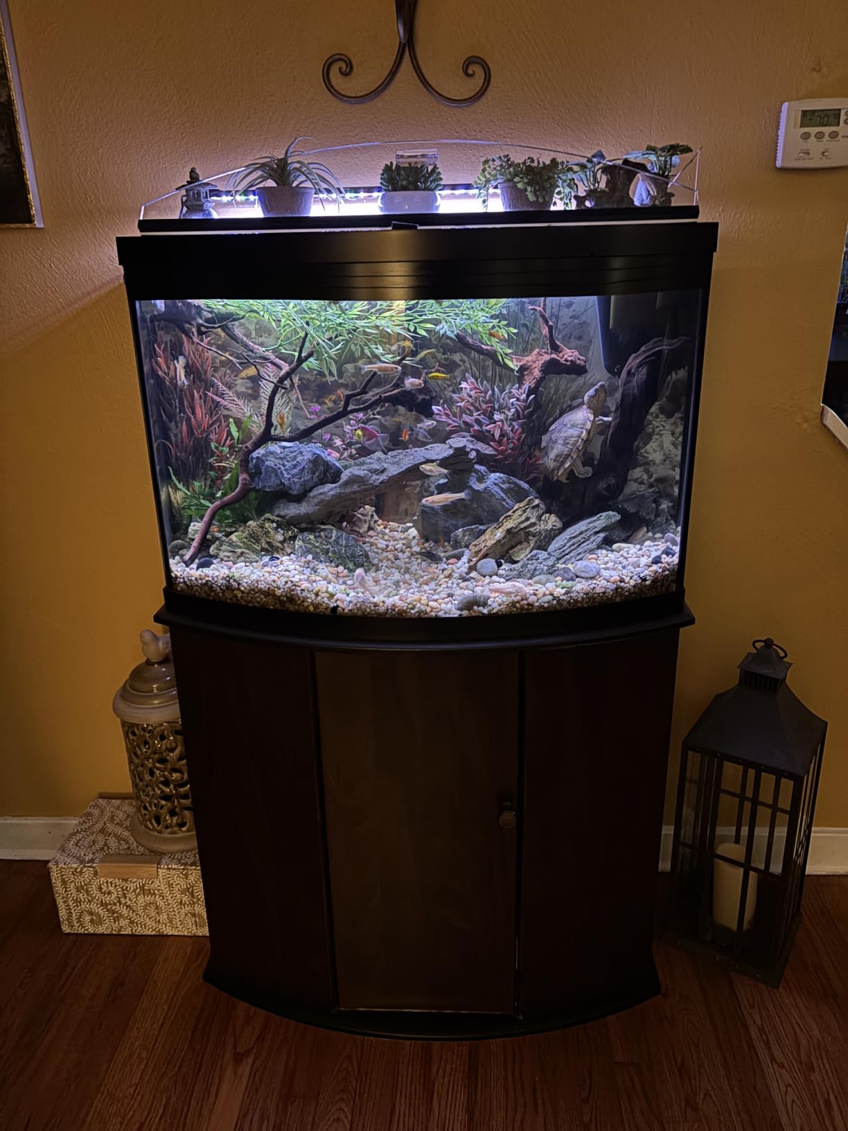AQQA LED Aquarium Light, 24/7 & DIY Mode Full Spectrum Fish Tank Light | Adjustable Timer/Brightness, Extendable Bracket Aquarium Plant Light, Memory Function, IP68 Waterproof, for 24-32 Inch Tank customer photo 2
