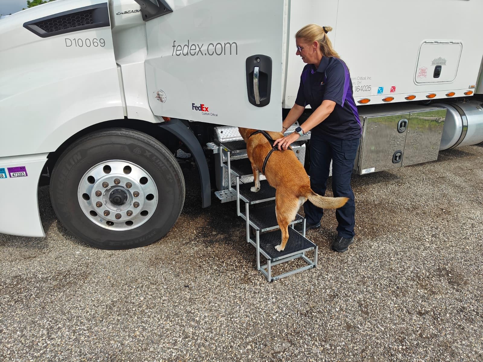 Deergym Dog Stairs for Large Dogs - 5 Step Wide 16in High 34in Foldable Dog Ramp for Car Non-Slip Surface Support up to 230lbs - Suitable for SUV,Truck, Sofas, Bed customer photo 1