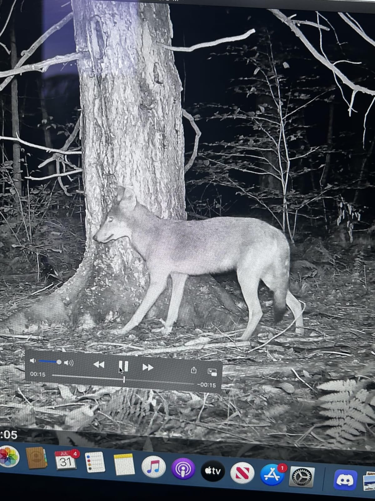Meidase P70 (Non-Cellular, Non-WiFi) Trail Camera, 64MP 1296p, Game Camera with No-Glow IR Night Vision, Motion Activated, Waterproof for Wildlife Deer Cams, Hunting customer photo 2