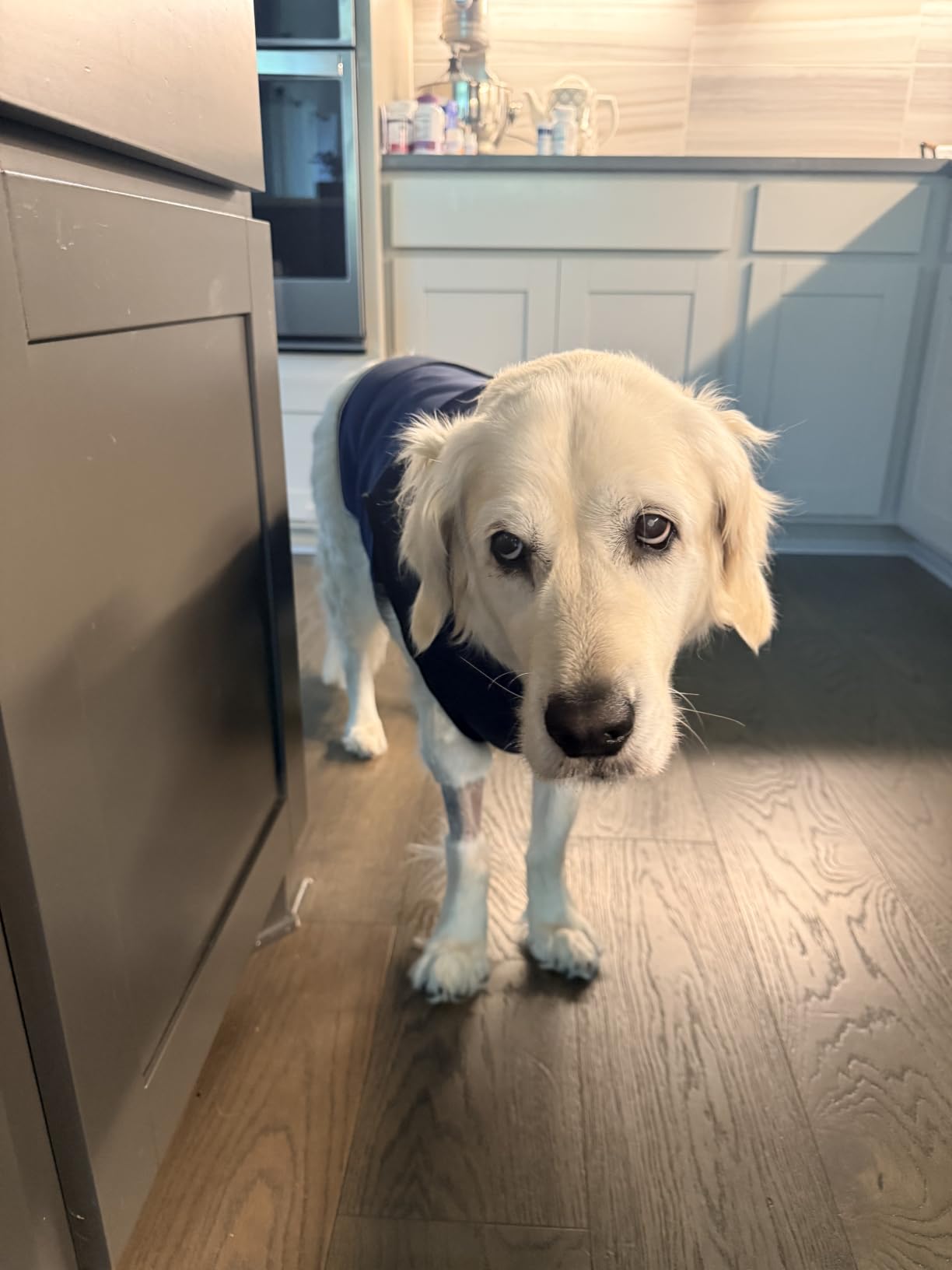 JOHNBOLIN Dog Anxiety Jacket, Dog Shirt with Turtleneck, Breathable Calming Vest, Indoor and Outdoor Separated Pet Jacket (Military Green, Medium) customer photo 1