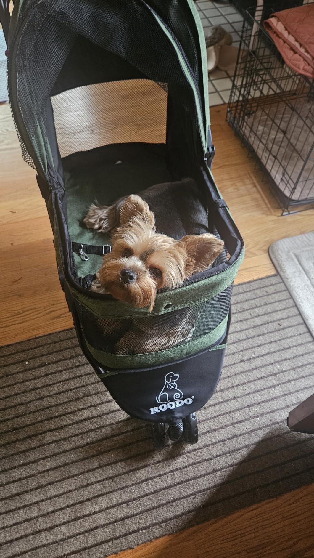ROODO 3 Wheel Dog Pet Cat Stroller Best Lightweight Foldable Compact Portable Jogger All Terrain Travel Pet Gear Puppy Kitty Stroller for up to 30lbs Medium Small Dogs and Cats customer photo 1