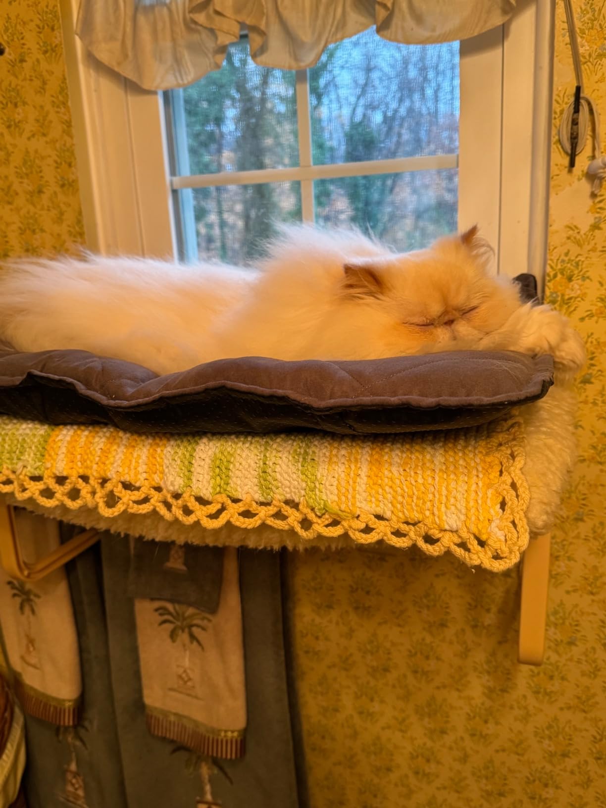 Mora Pets Self Heating Cat Bed Self Warming Cat Pad 24 x 18 Inches | Thick Thermal Pet Bed Mat with Removable Cover Machine Washable Ultra Warm Mat for Outdoor Indoor Cats and Small Dogs customer photo 2