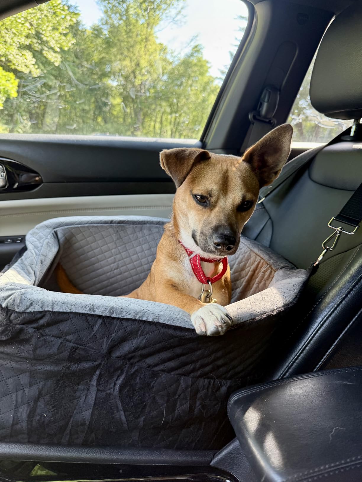 Vivifying Dog Car Seat for Small & Medium Dogs, Detachable & Washable Booster Seat for Pets Up to 30lbs, Travel Bed with Storage Pockets and Safety Belt - Black customer photo 1