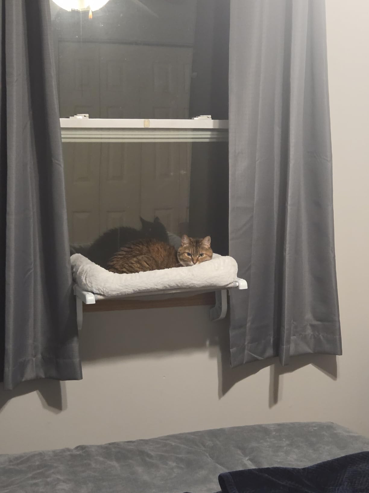 Zoratoo Cat Window Sill Perch with Large Bolster, Easy to Adjust & Assemble Cat Window Seat for Windowsill & Bedside, Pet Hammock Bed for Large Cats and Kittens (White, L) customer photo 1