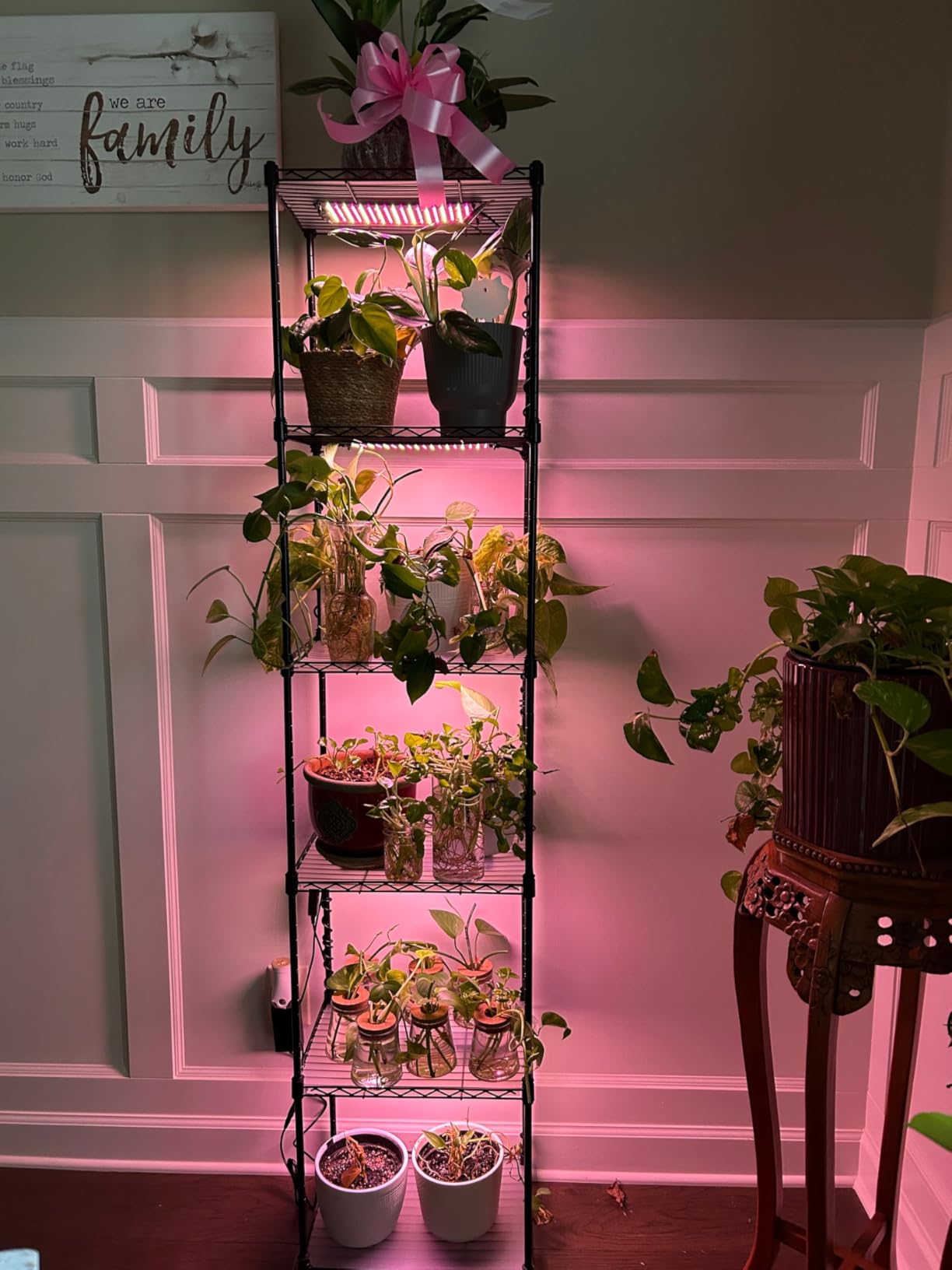 Barrina CX83 Plant Shelf with Grow Light, 5-Tier 40W, 15.7x11.8x59.1IN | Adjustable Plant Stand, Full Spectrum Ultra-Thin Grow Light Panels for Hydroponics, Seedlings, Succulents, Veg, 3/6/12h Timer customer photo 2