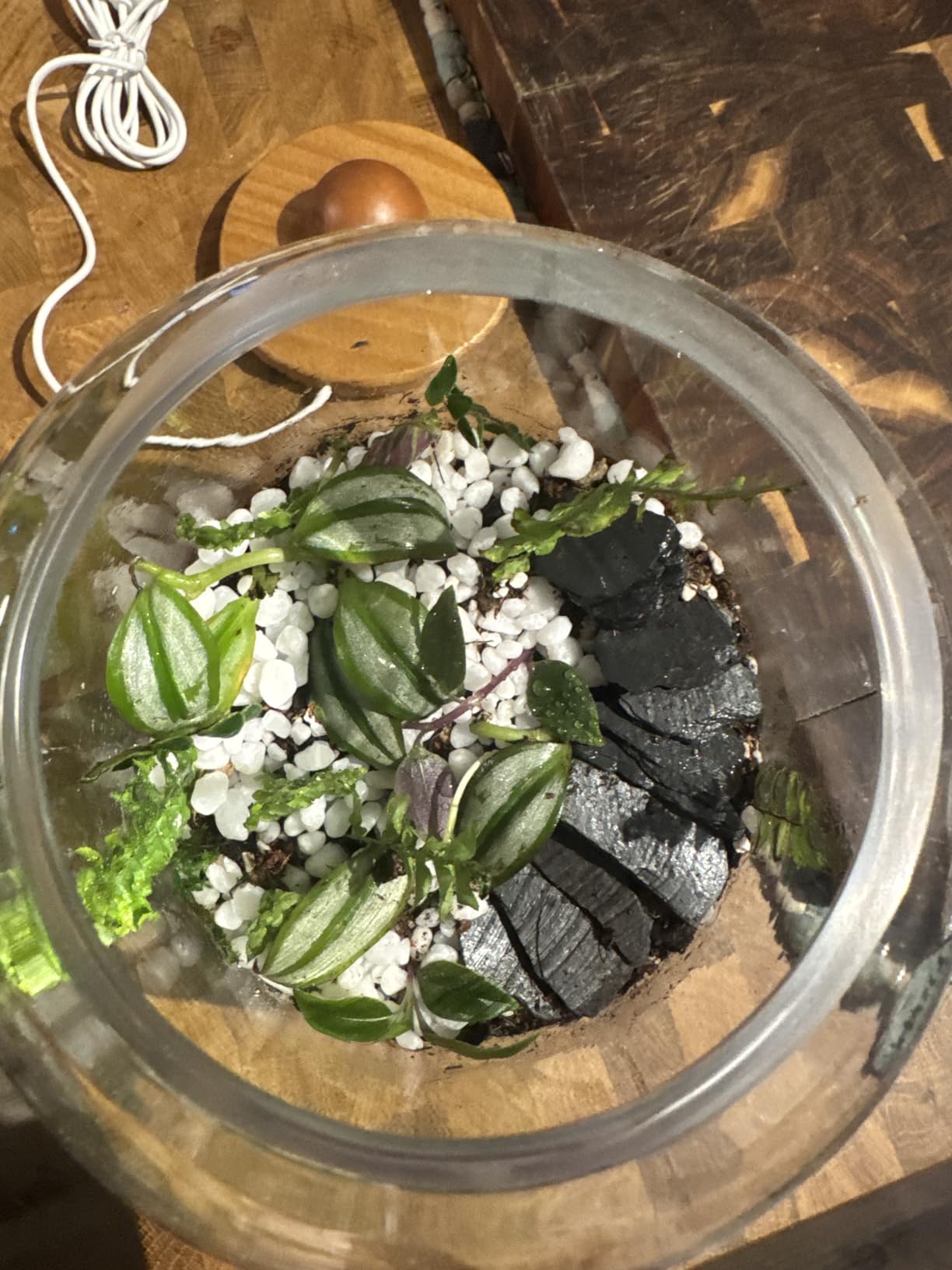 DUSPRO All-in-One DIY Terrarium Starter Kit for Air Plant & Succulent | Includes Potting Soil, Pumice, Zeolite, Green Moss, Sphagnum Moss, Decorative Stone, Mesh, Tools & Guide customer photo 1