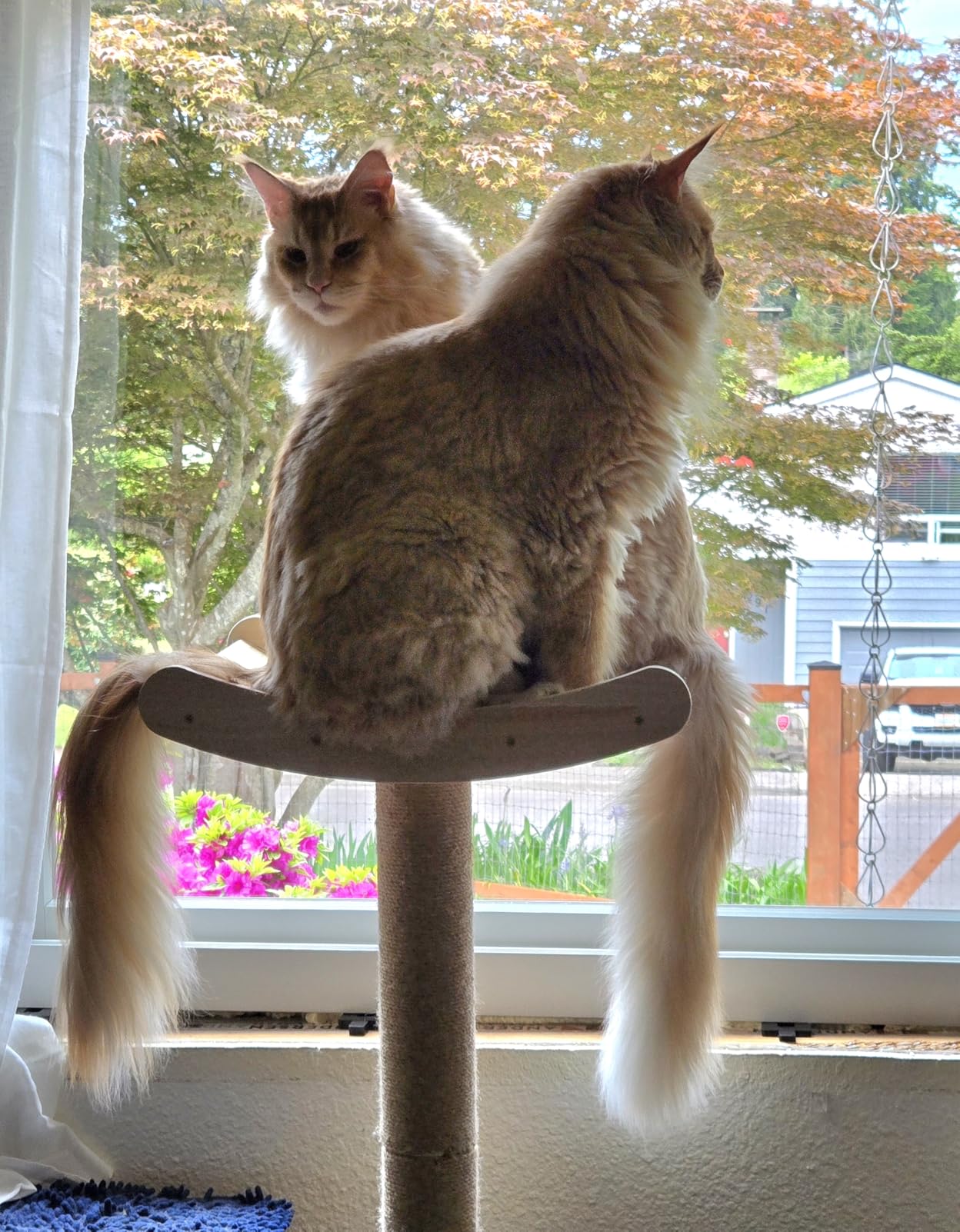Cat Window Perch with Scratcher Ramp, 48-Inch Tall Wooden Climbing Tree | Fits Windows 13 Inches Wide or More;Heavy-Duty Suction Cups; Drill-Free; Sisal Scratching Mat; Holds Up to 45 lbs customer photo 1