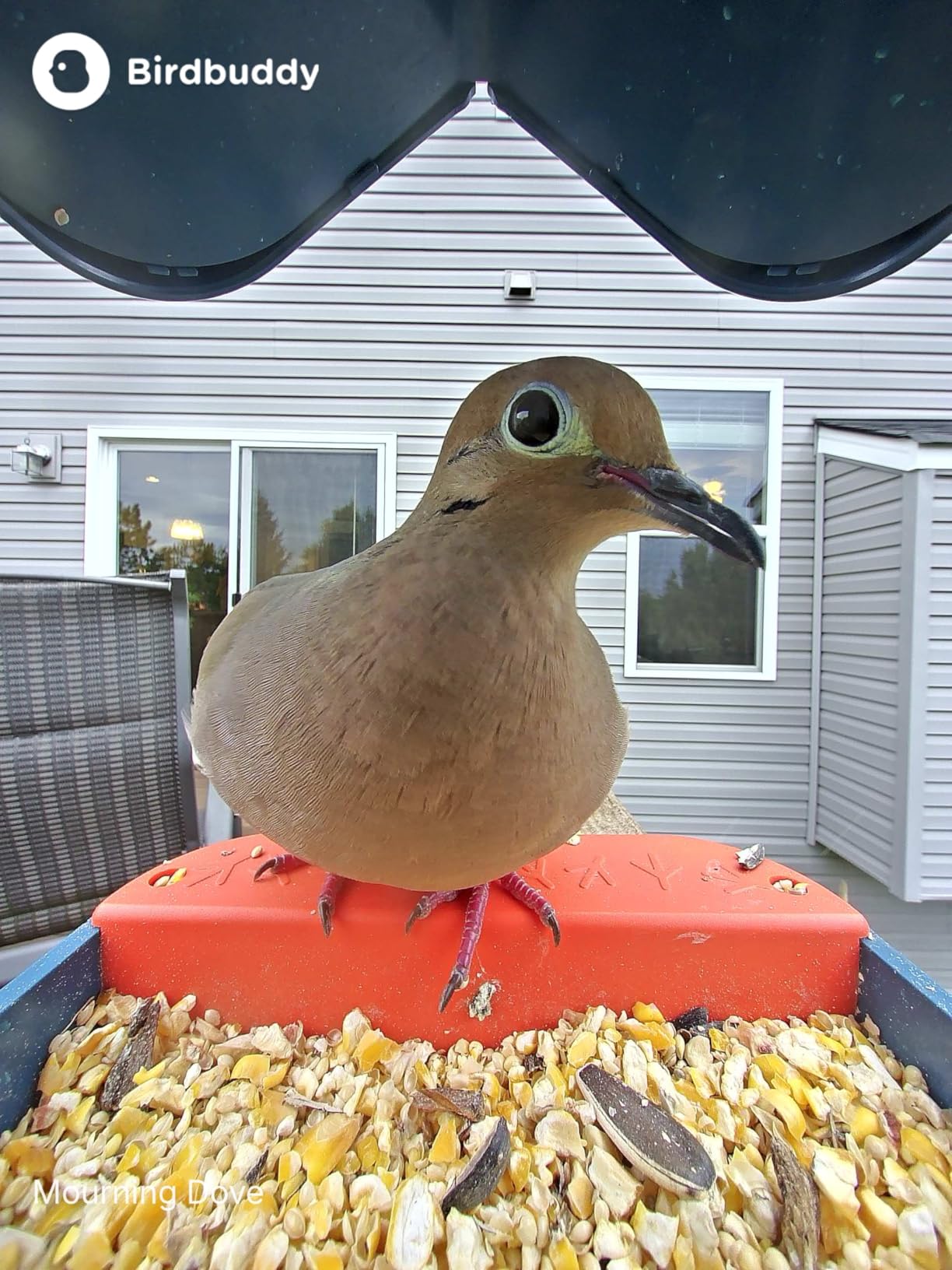 Birdbuddy Pro Solar Smart Bird Feeder with Camera, AI Bird ID, 2K Video | 2K video quality, 5MP Photos, 1/2.7