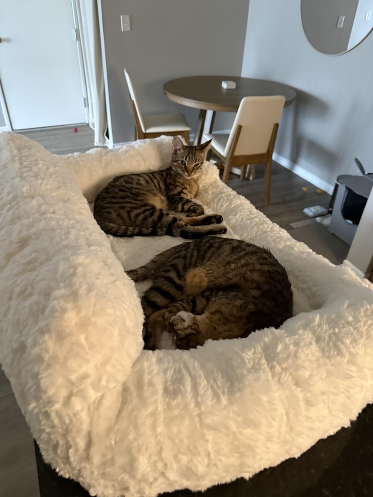 ZOMISIA Orthopedic Cat Couch Bed for Indoor Cats, Removable Washable Cover, 24x18 Inch Cute Cat Sofa Bed, Neck-Friendly Bolster, Pet Couch Bed with Supportive Egg Foam customer photo 1