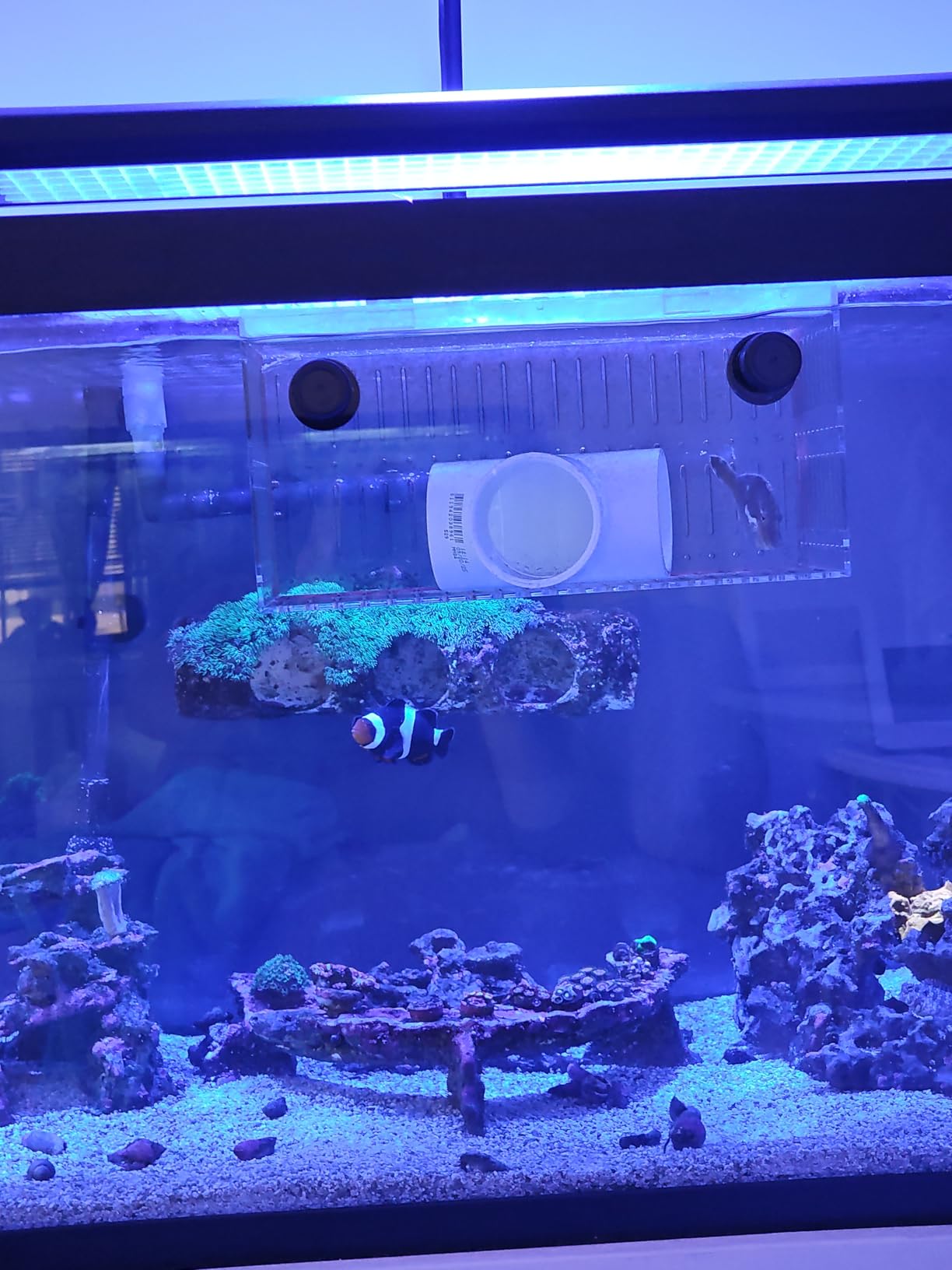 Magnet Acclimation Box for Saltwater Fish Quarantine Aquarium Isolation Box for Aquarium Fish Anemone Reef Coral customer photo 2