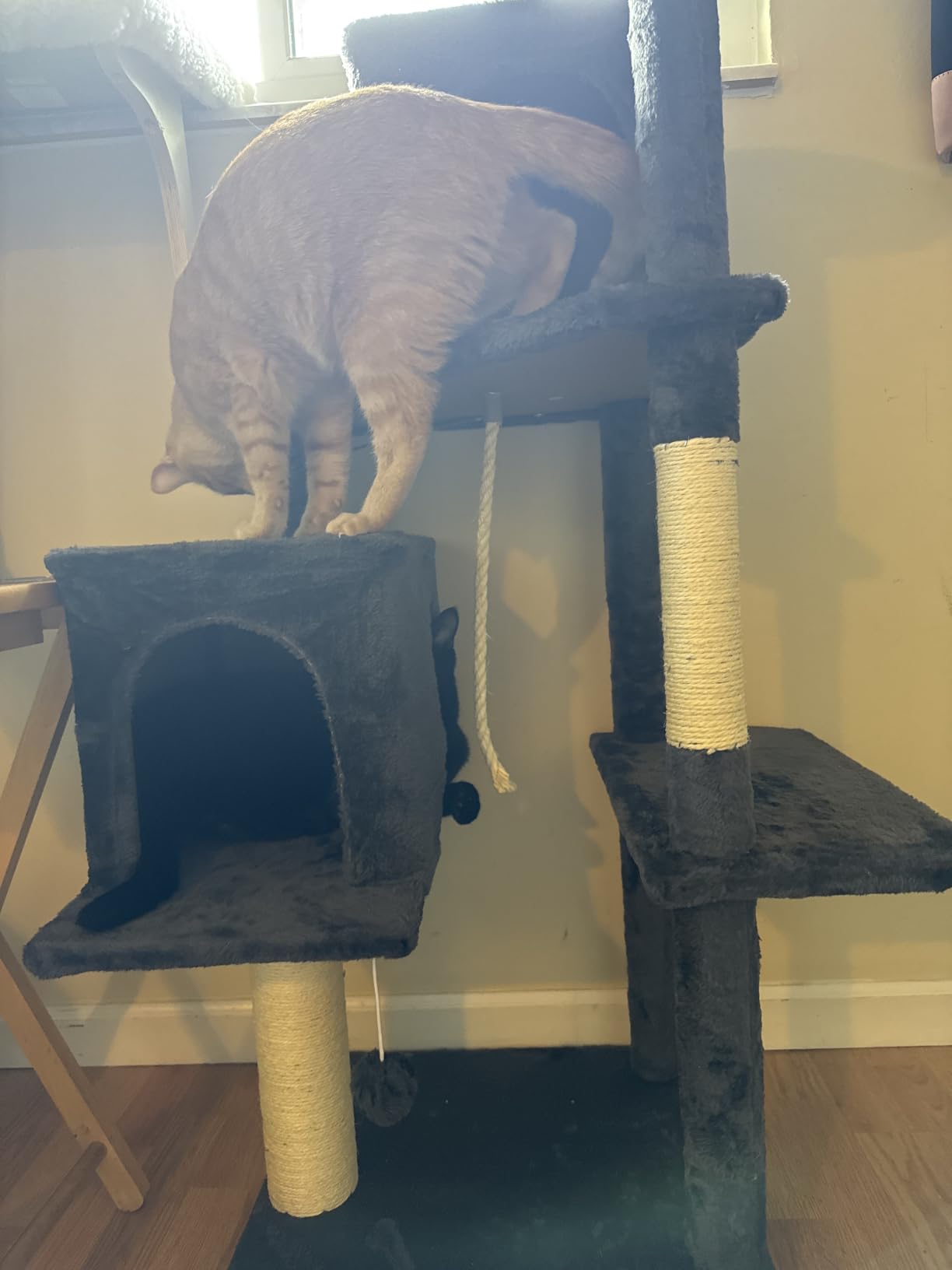 58.5inch Large Cat Tree Tower Condo for Indoor Cats, Soft Plush Multi-Level Climbing Tree Cat House with Cat Cave, Scratching Post, More Entrance/Exit, Sisal Rope, Grey Black customer photo 2
