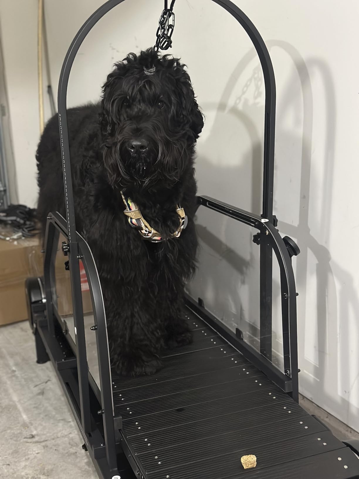 Dog Treadmill for Large Dogs with Manual Brake & Timer, 18