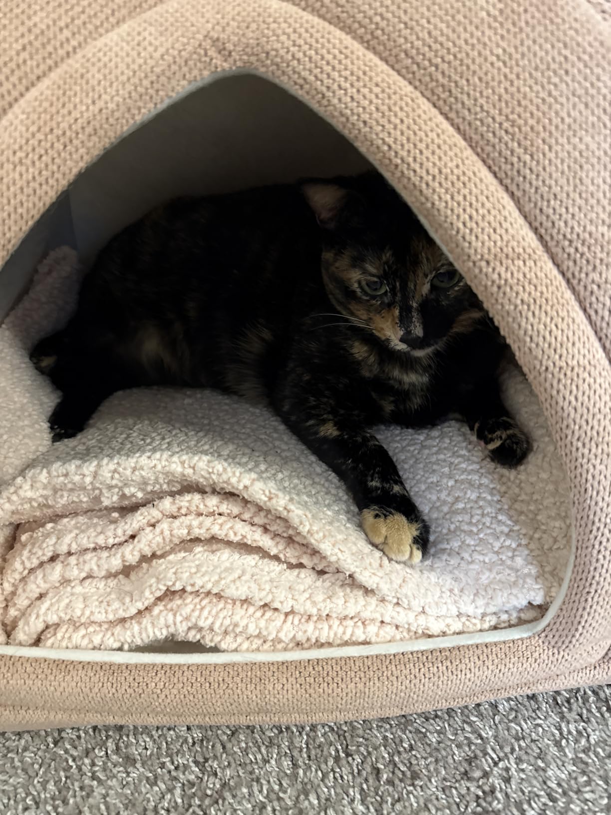 Amazon Basics Cat Cave Bed, 2-in-1 Foldable House for Indoor Cats, with Washable Cushion and Non-Slip Base, 15 x 15 Inches, Small customer photo 2