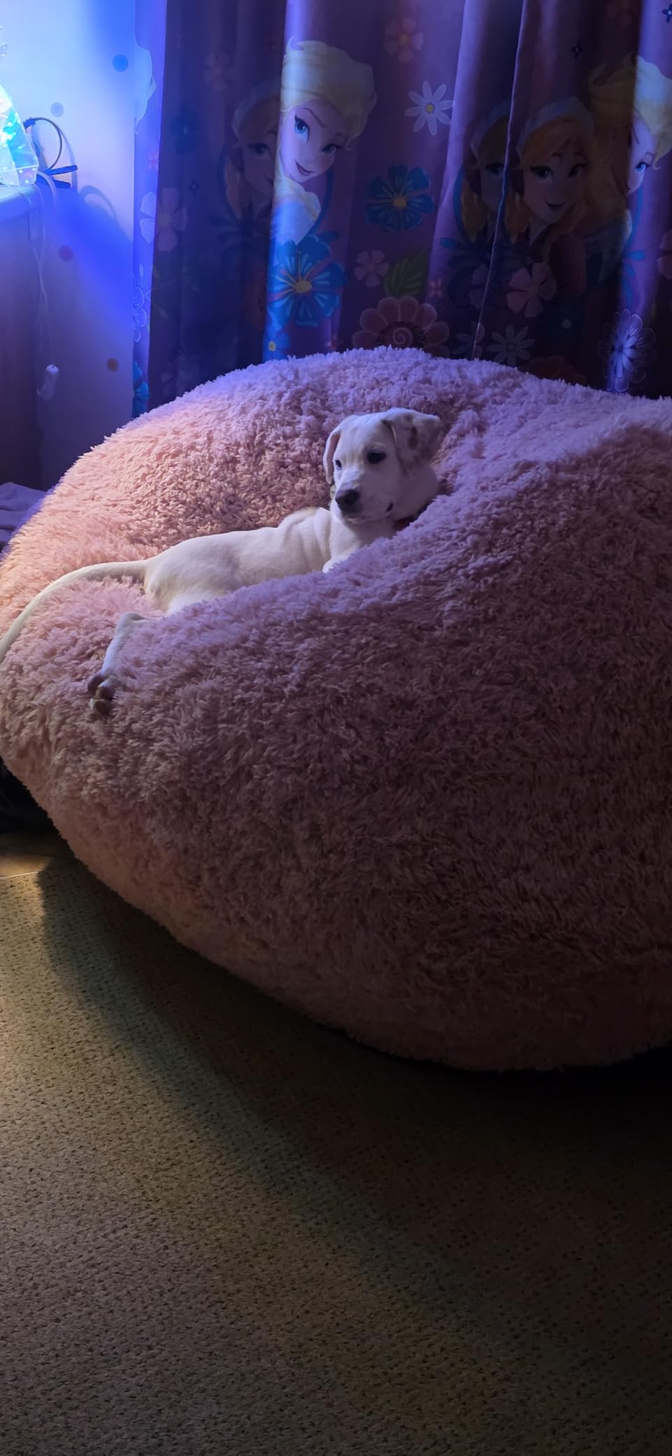 Bean Bag Chair Bed for Adults, Giant Bean Bag Chair Convertible Beanbag Bed, Large Floor Sofa Couch for Living Room, Bedroom, High-Density Foam Filling, Machine Washable (Full, Charcoal) customer photo 2