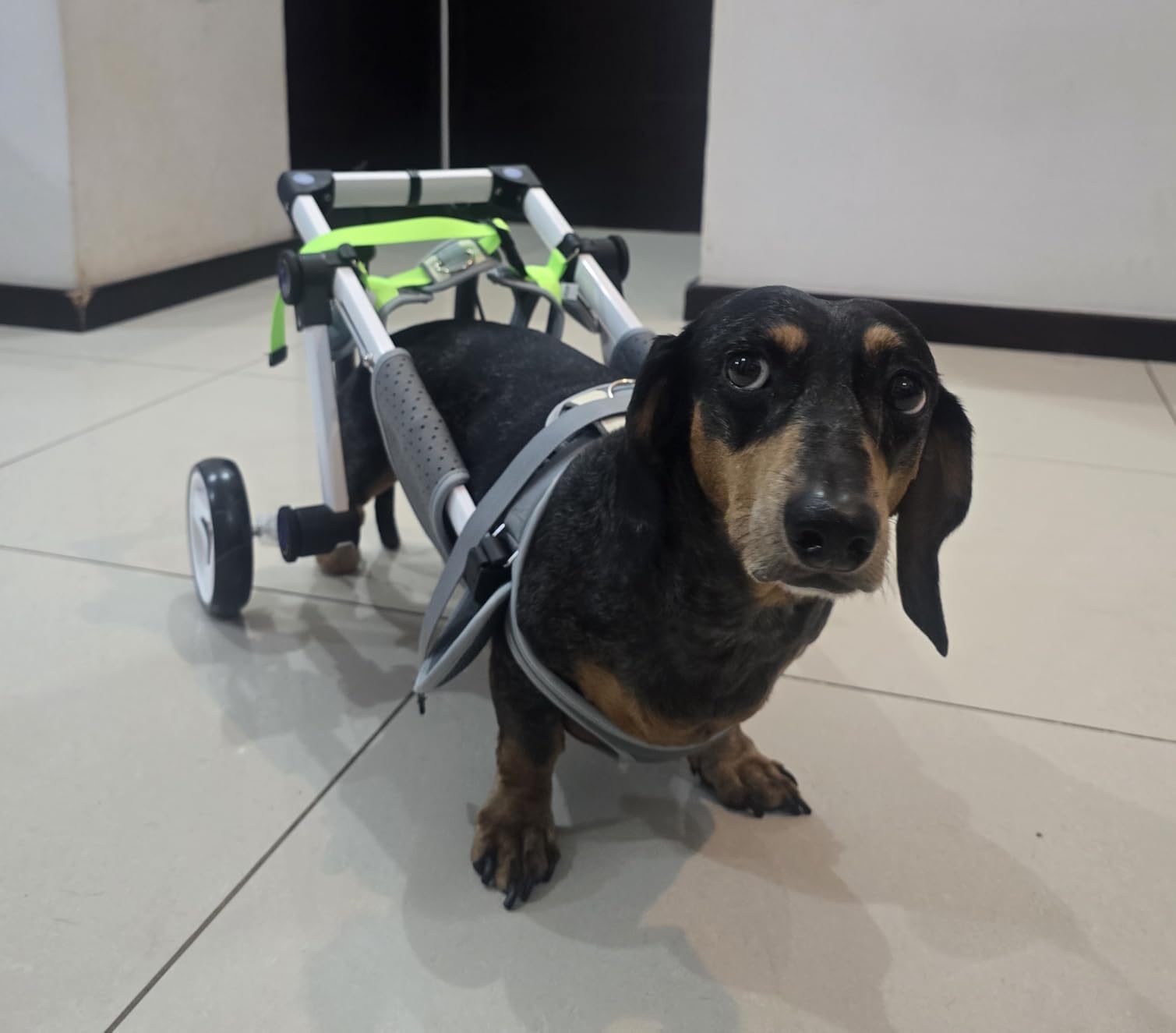 Dog Wheelchair for Back Legs, Adjustable Mobility Cart for Dog | Lightweight Hind Leg Support Wheelchair for Disabled Dog, Stable Cart Helps Walking, Exercise & Mobility customer photo 2