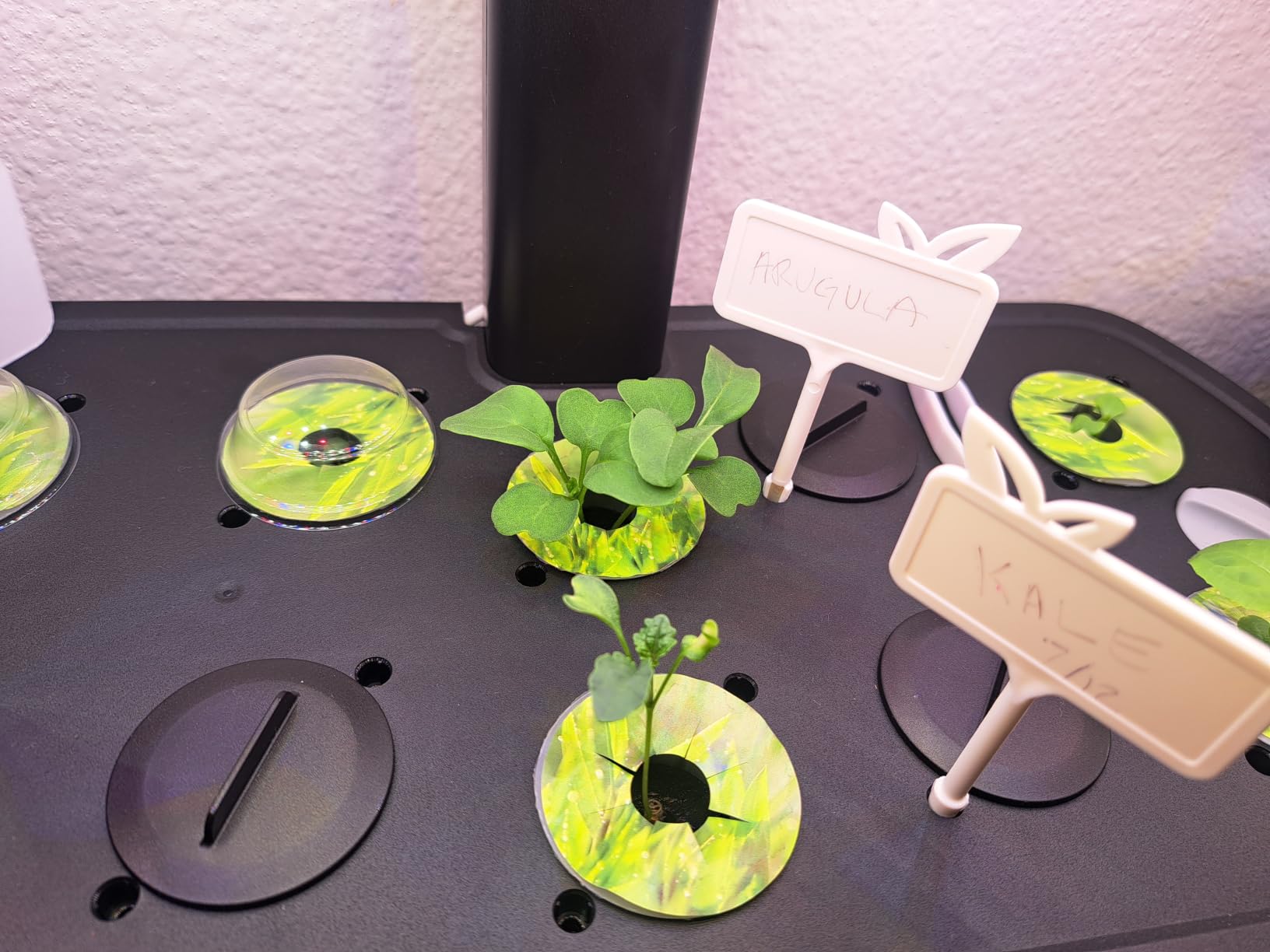 LETPOT LPH-Lite Hydroponics Growing System, 12 Pods Smart Herb Garden Kit Indoor, Indoor Garden, APP & WiFi Controlled, with 24W Growing LED, 5.5L Water Tank, Pump System, Automatic Timer customer photo 1