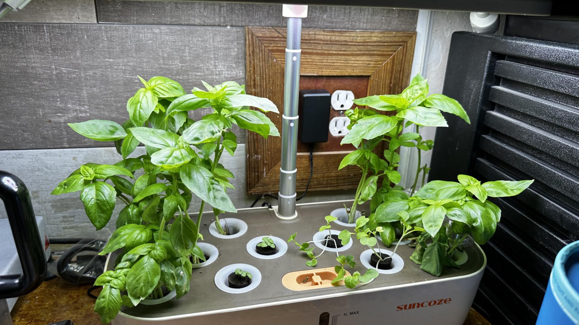 Hydroponics Growing System, 12 Pods, 12.4 in Adjustable Height | Indoor herb Garden with 20W LED Grow Light, Visible Water Tank with Pump, Indoor Gardening System, Gardening Gifts, Black customer photo 2
