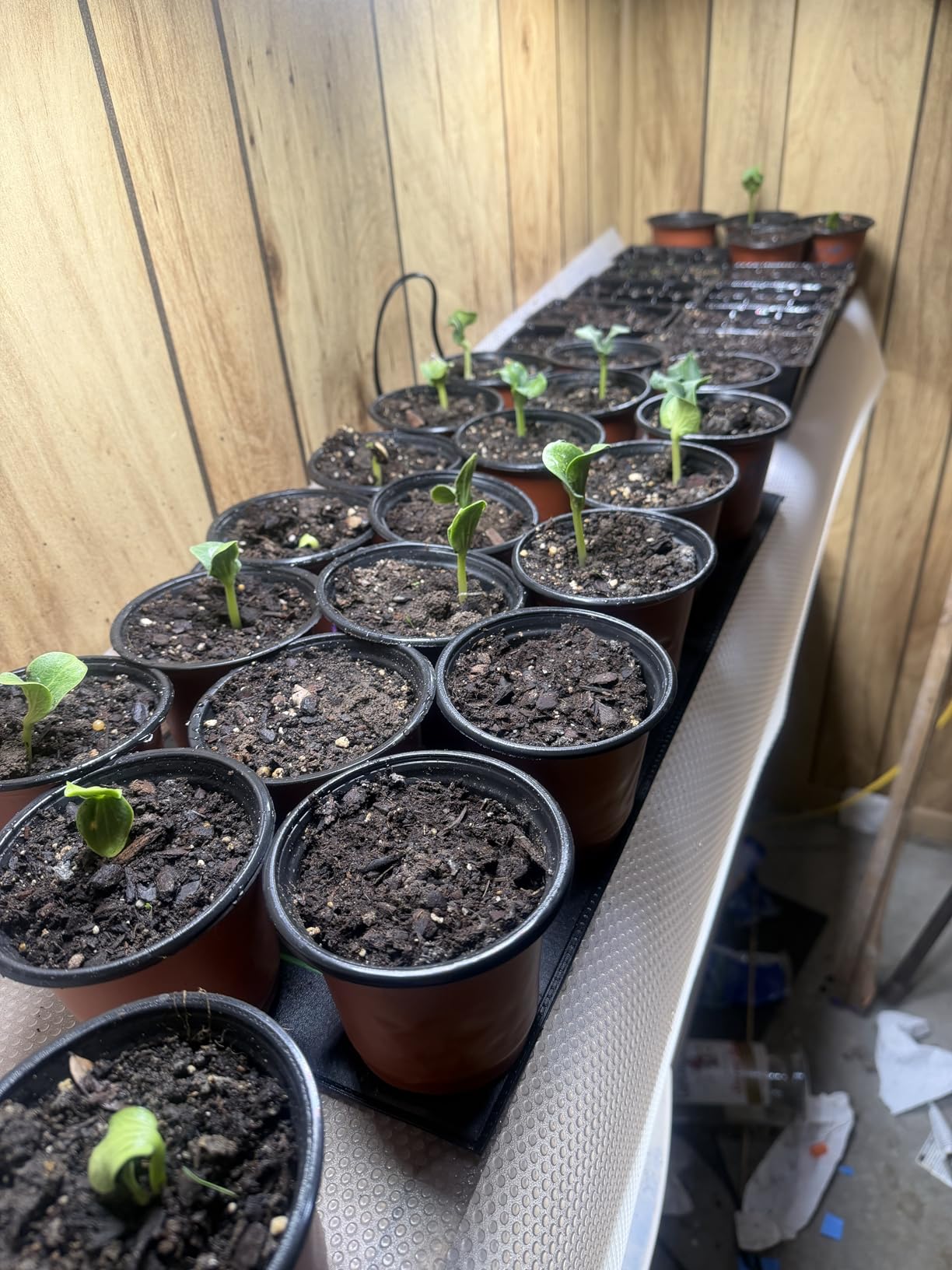 40W Ultra-Thin Panel Full Spectrum Grow Lights, 768 LEDs Growing Light for Indoor Plants with Daisy Chain Function, Grow Lights for Seed Starting with 4/8/12/16/20H Auto On/Off Timer (4pcs) customer photo 2