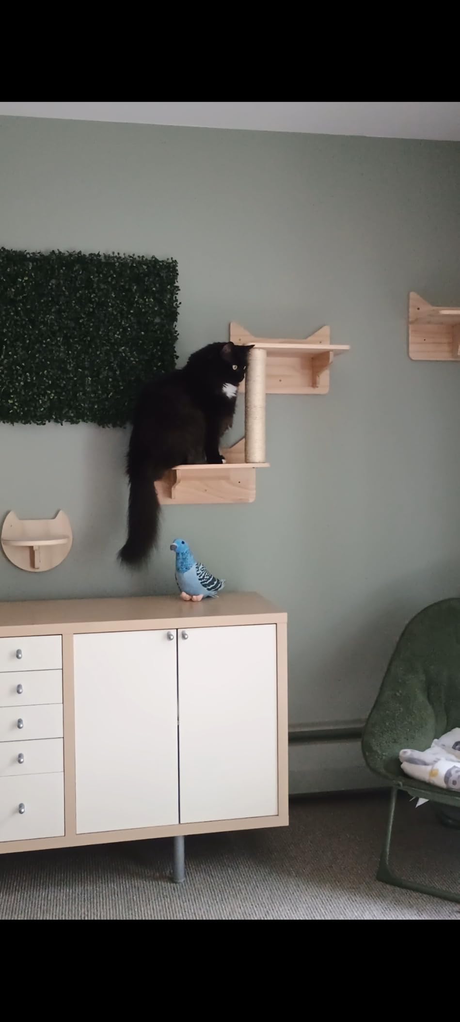 Cat Wall Shelves, 9-Piece Cat Wall Furniture with Sisal Mats | Solid pine cat shelves for wall with cat house, cat wall climber, cat wall ladder and floating shelves for large indoor cats customer photo 2