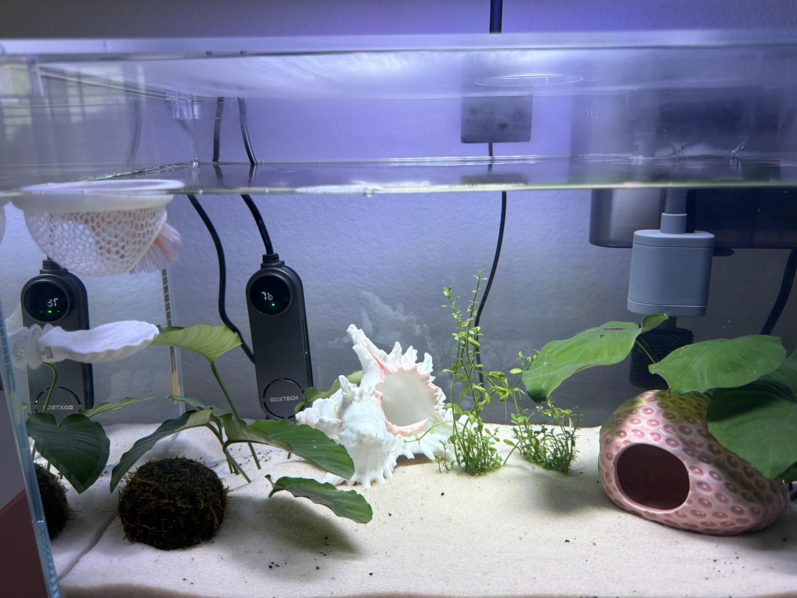 3 Gallon Glass Small Fish Tank, Betta Fish Tank Starter Kit with Filter, Lights, Lid customer photo 1