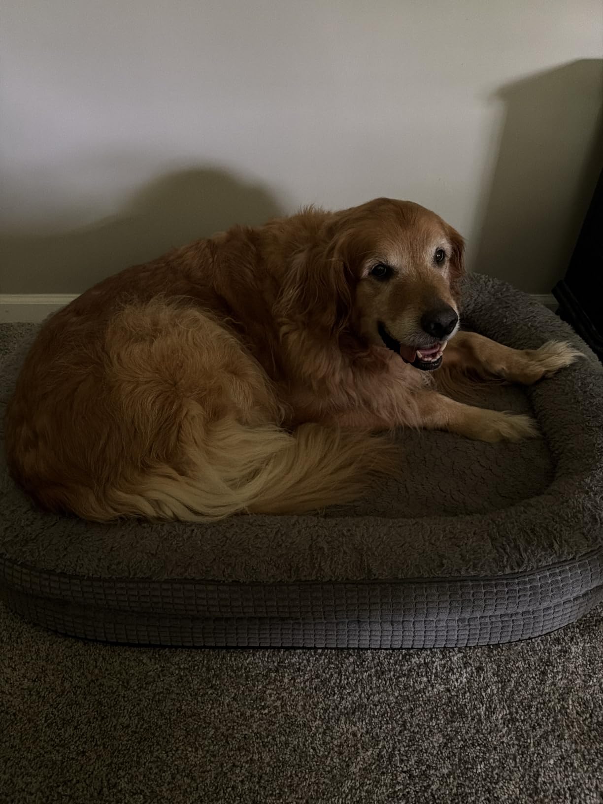 JOEJOY Orthopedic Dog Beds Large Sized Dog, XL Egg-Crate Memory Foam Pet Couch Bed with Bolster Sides, Waterproof Lining, Removable Washable Cover & Non-Slip Bottom, Grey customer photo 2