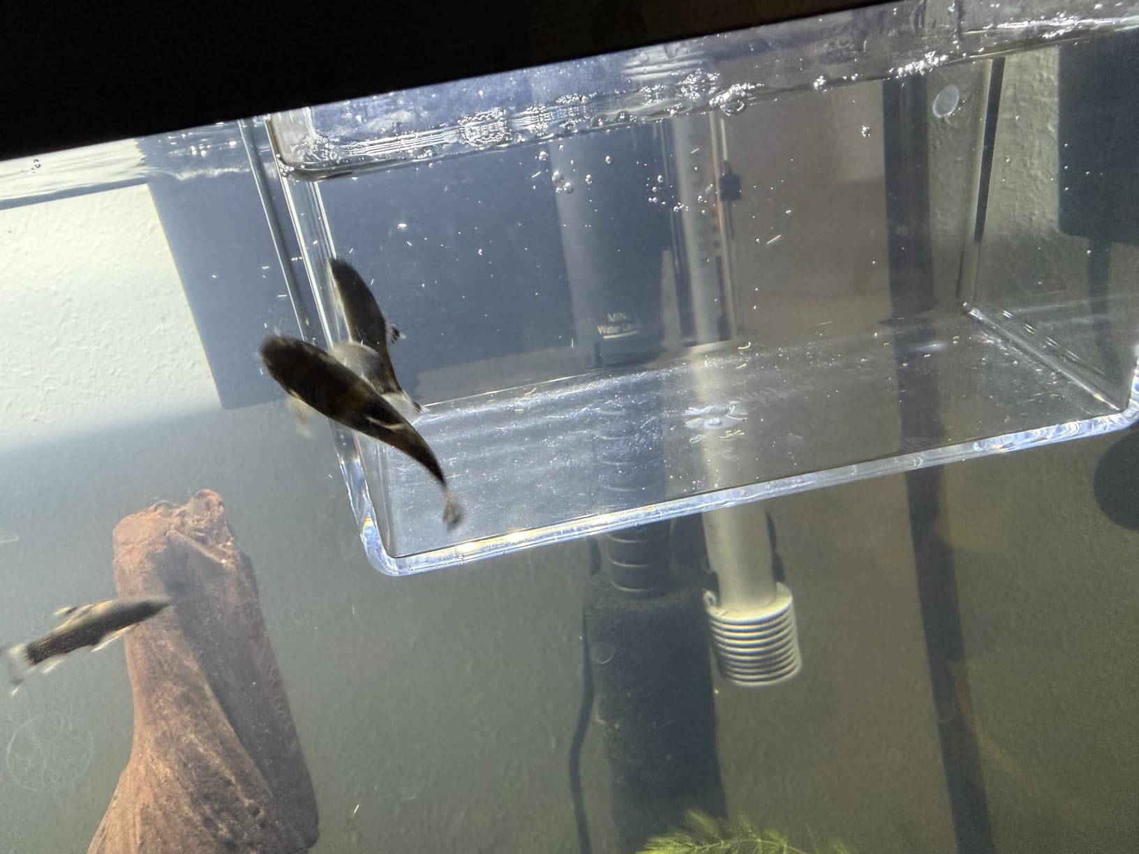 Drip Acclimation Container for Fish & Corals - Hanging Acclimation Box for Saltwater & Freshwater Aquariums, Small customer photo 2