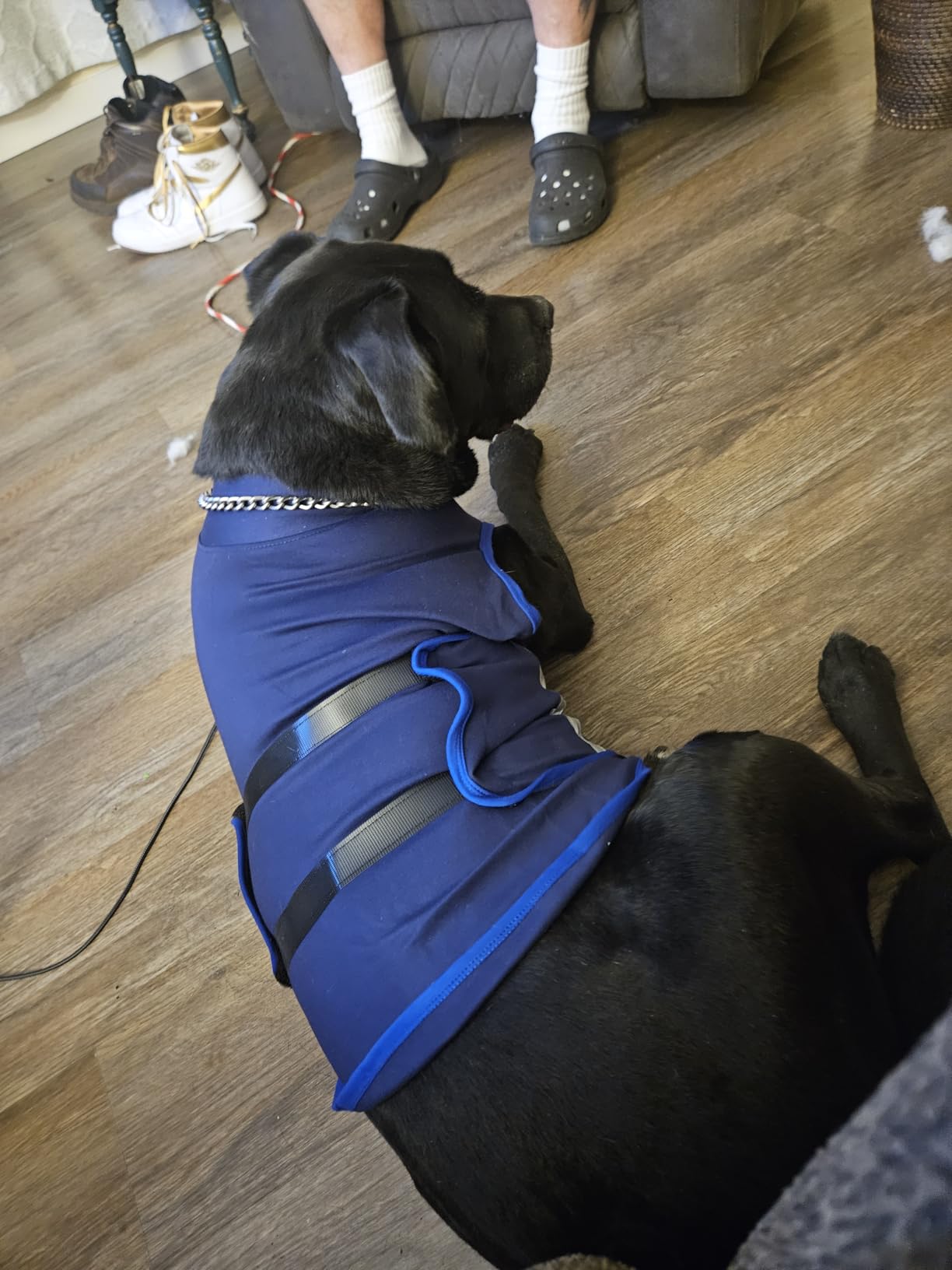 MIGOHI Dog Anxiety Relief Coat, Comfort Anxiety Vest for Dogs, Adjustable Anxiety Calming Wrap for Fireworks, Travel, Separation, Dog Anxiety Jacket for Small Dogs, XL, Rosered customer photo 1