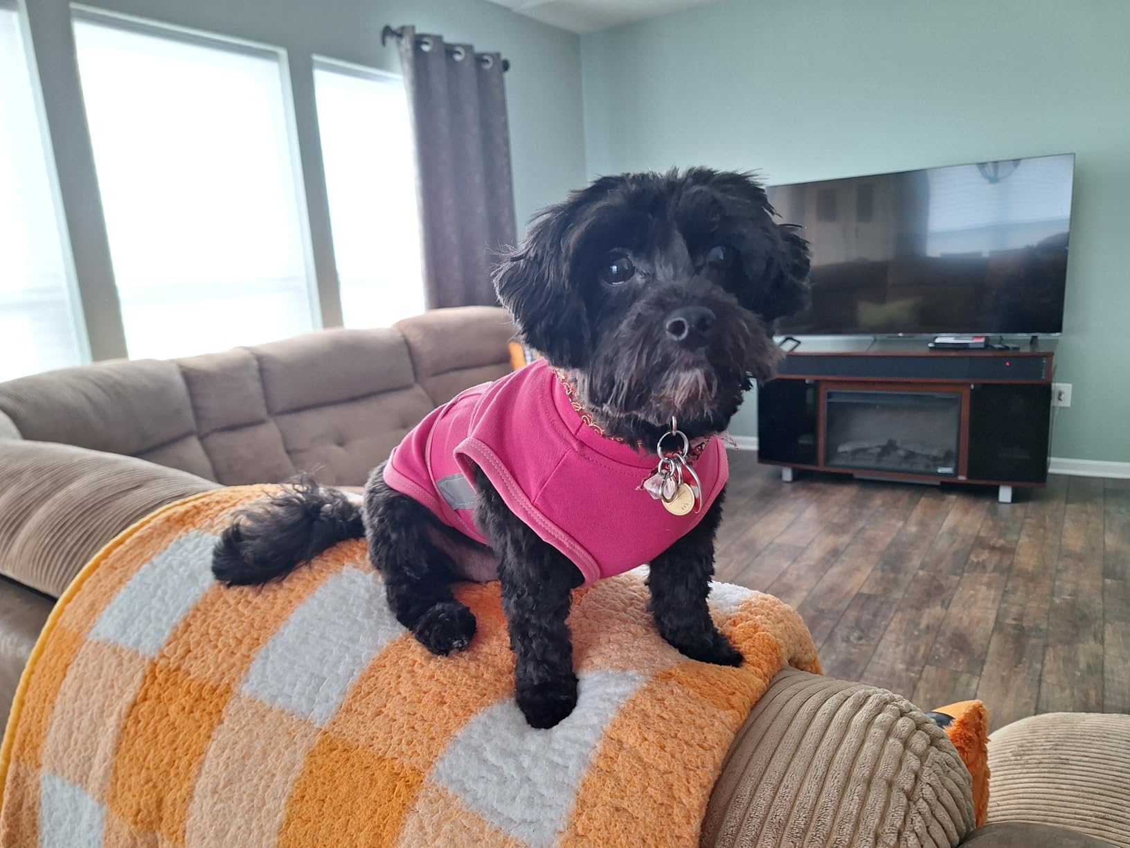 MIGOHI Dog Anxiety Relief Coat, Comfort Anxiety Vest for Dogs, Adjustable Anxiety Calming Wrap for Fireworks, Travel, Separation, Dog Anxiety Jacket for Small Dogs, XL, Rosered customer photo 2