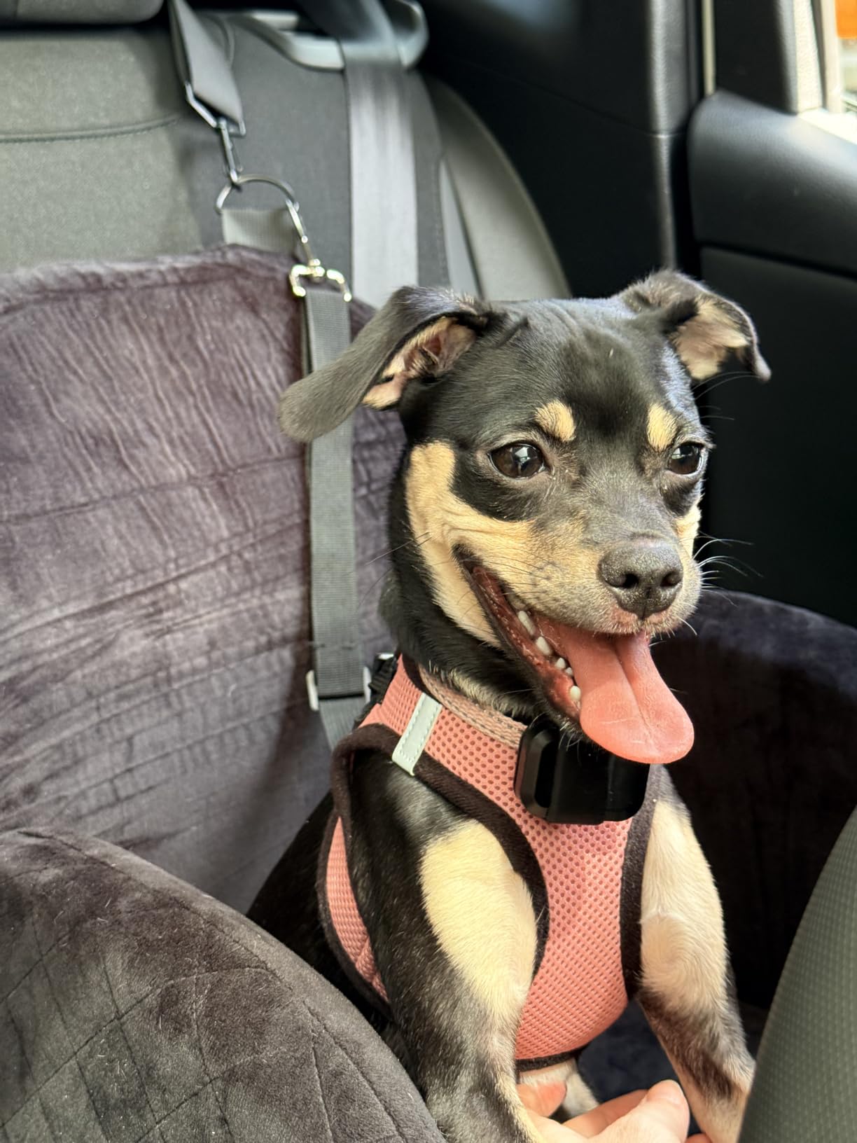 Dog Car Seat Booster for Small/Medium Dogs up to 35lbs, Grey | Elevated Puppy Car Seat, Memory Foam & Thick Cushion, Detachable Washable Cover, 2 Safety Leashes, Non-Slip, Storage Pockets customer photo 1