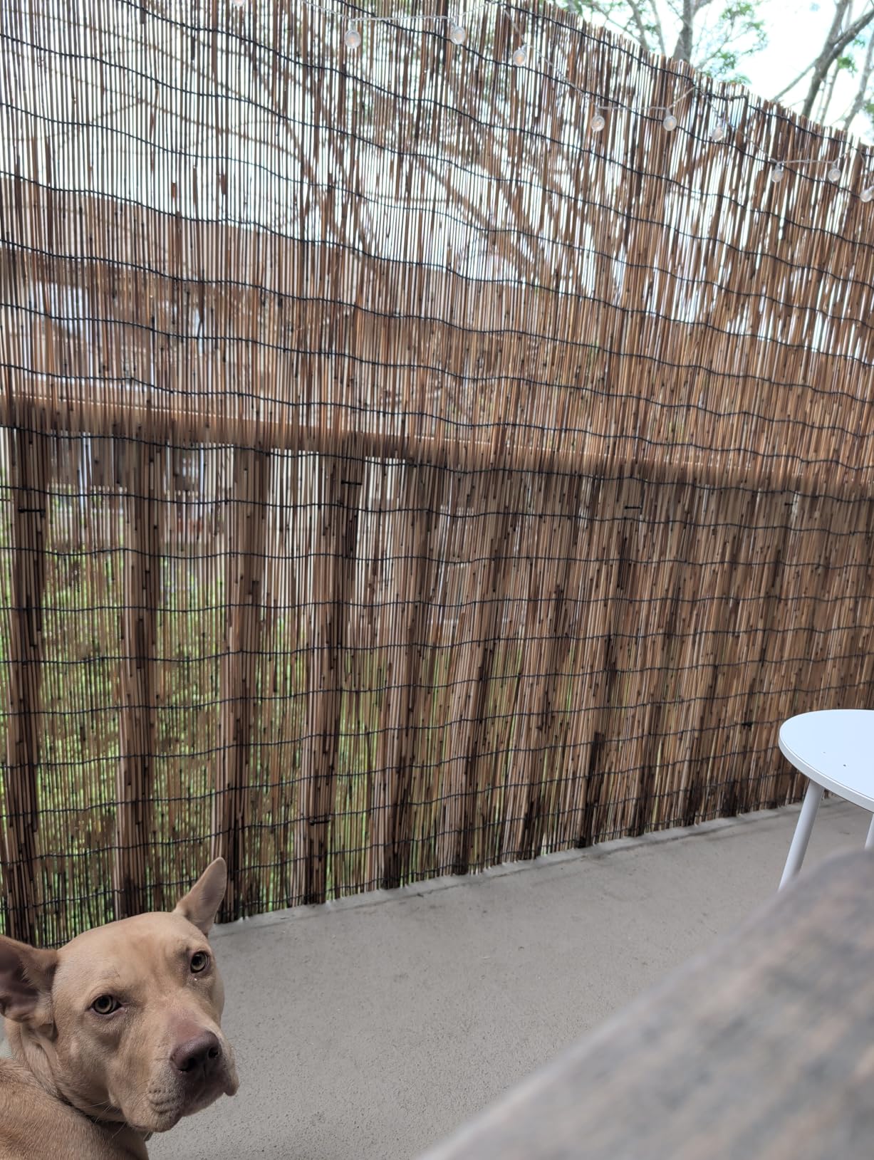 Bamboo Fence, Reed Fencing 4Feet High Bamboo Privacy Screen Outdoor for Patio, Reed Screen for Privacy Garden Backyard Balcony Natural Reed Fencing, 4x16FT customer photo 1