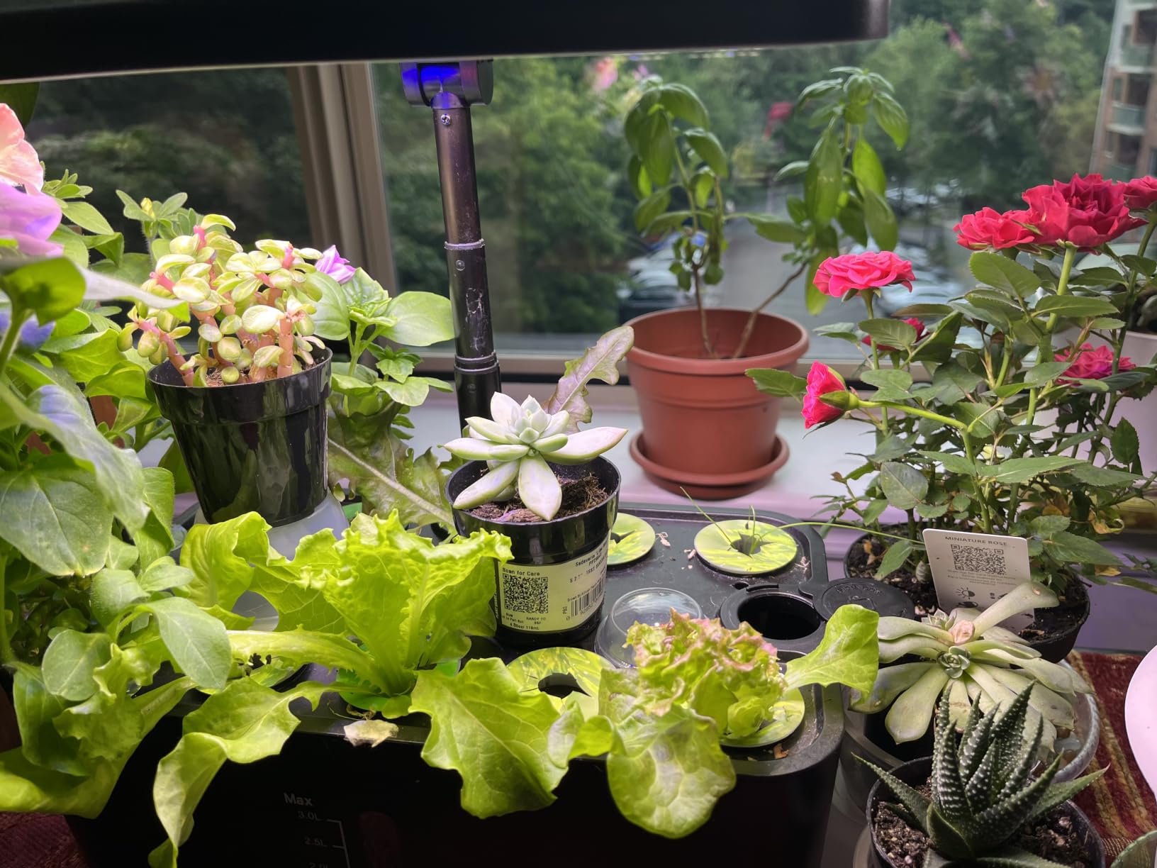 Hydroponics Growing System kit: Indoor Herb Garden - 12 Pods Plant Germination Kit with LCD Display and LED Grow Light, Smart Temp & Humidity Detection, Planter Grower for Fresh Vegetables customer photo 1