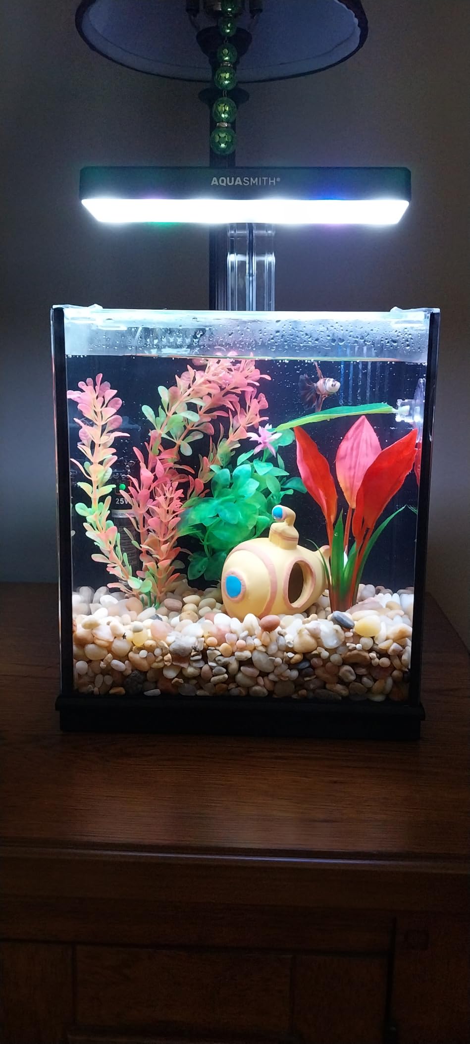 AQUASMITH Beta Fish Tank, 2 Gallon Betta Fish Aquariums with Filter & Light, for Men, Fish Tanks for Kids & Starter, Black customer photo 1