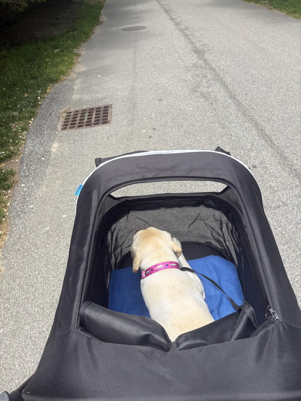 Zoosky Pet Stroller for Large Dogs up to 110lbs, Large Pet Stroller | Multiple Pets(31