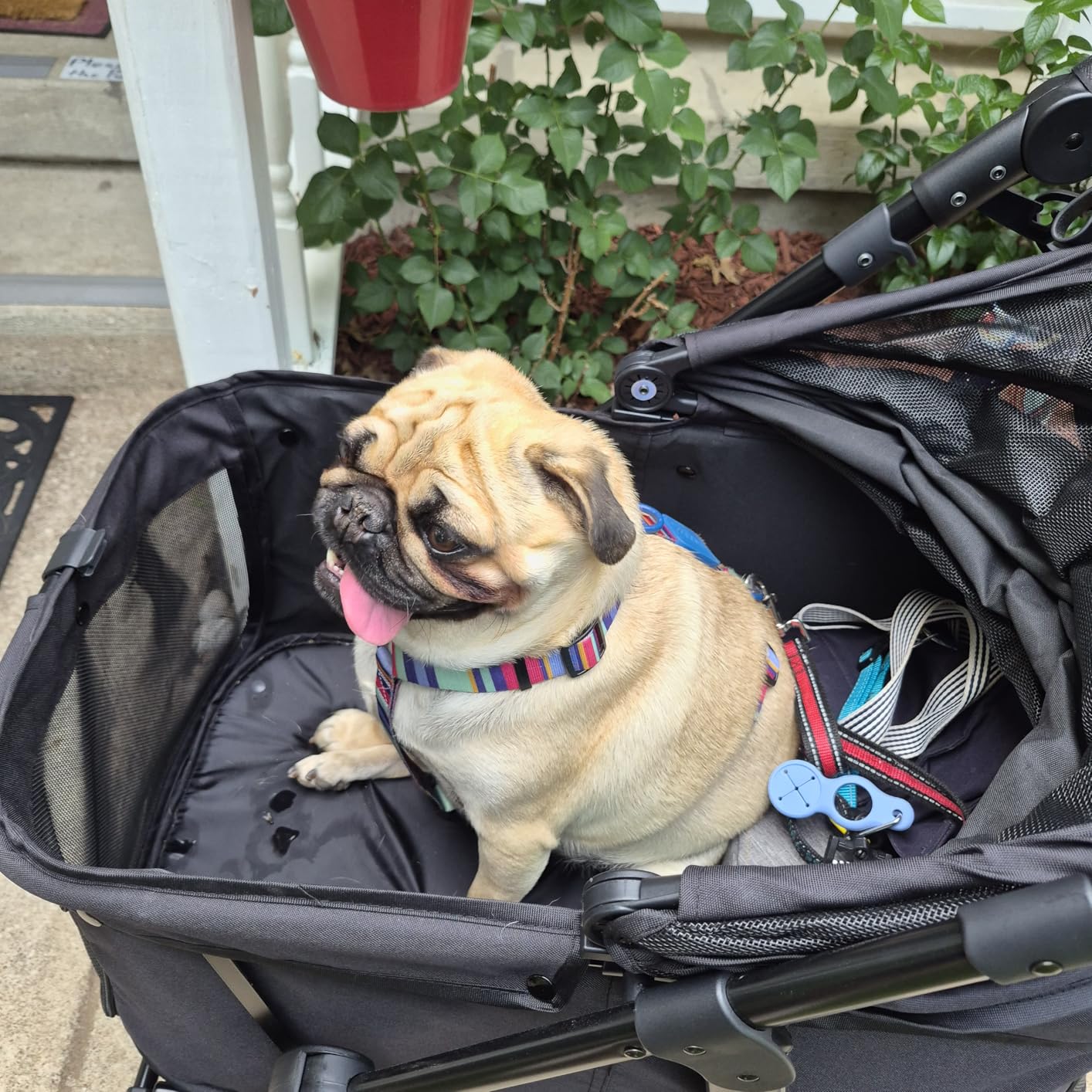 Zoosky Medium Dog Stroller for Large Dogs, Pet Stroller, Up to 66lbs | All-Terrain 360° Swivel Wheels & Adjustable Handle & 180° Dual-Open Canopy, Sun Shades, Storage Organizer, Waterproof Oxford customer photo 2