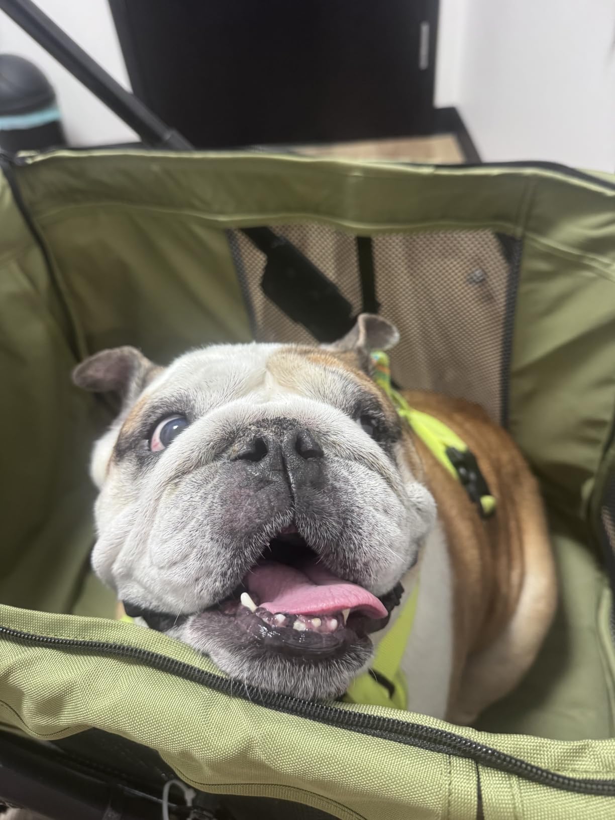 Medium Dog Stroller, Dual Entry One-Touch Folding, Small and Medium Pet Stroller, 360° Rotating Front Wheels, 80 lbs Weight Capacity for Outdoor Travel and Elderly Dogs - Gray customer photo 1