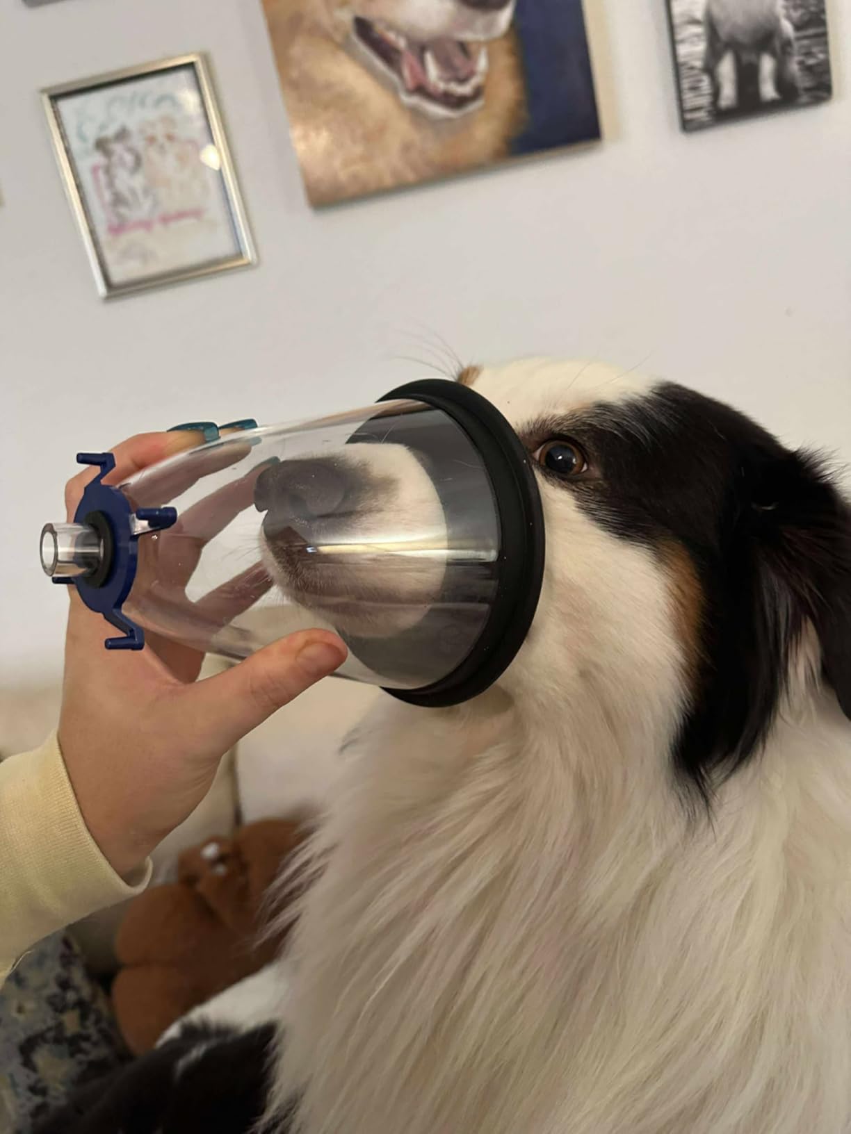Veterinary Anesthesia Mask Set - 6 Sizes for Dogs/Cats/Birds/Pets - Anesthetic Accessory, Fits Standard Anesthesia Machines customer photo 1