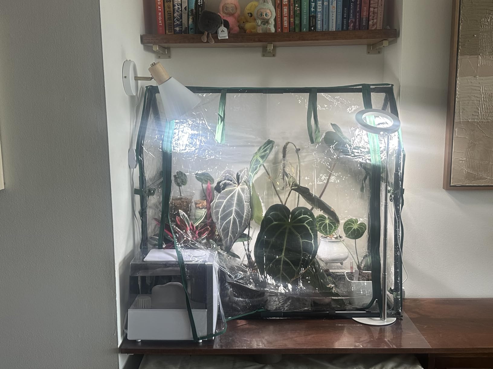 Gardzen Mini Greenhouse with Waterproof Base, 6.2(L) x18.9(W) x33.3(H) | Indoor/Outdoor Tabletop Greenhouse for Seed Starting, Plant Protection, Gardening & Winter Shelter customer photo 2