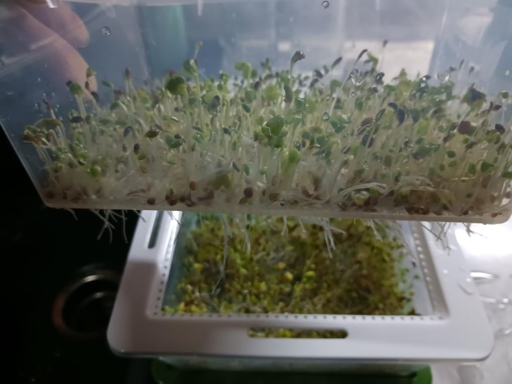 Sprouting Trays - 4-Tier Seed Sprouter with Drain Spout | 4 BPA-free stackable trays with a drain spout for easy home sprouting. customer photo 1