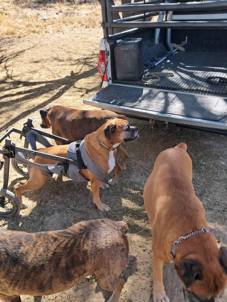 Adjustable Small Dog Wheelchair for Back Legs, Upgraded 5.5in Textured Wheel, Disabled Pets, Leg Brace, Mobility Aid for Small Pets, Hind Limb Rehabilitation, Older, Disabled (S, Chest 13.4-17.7in) customer photo 1