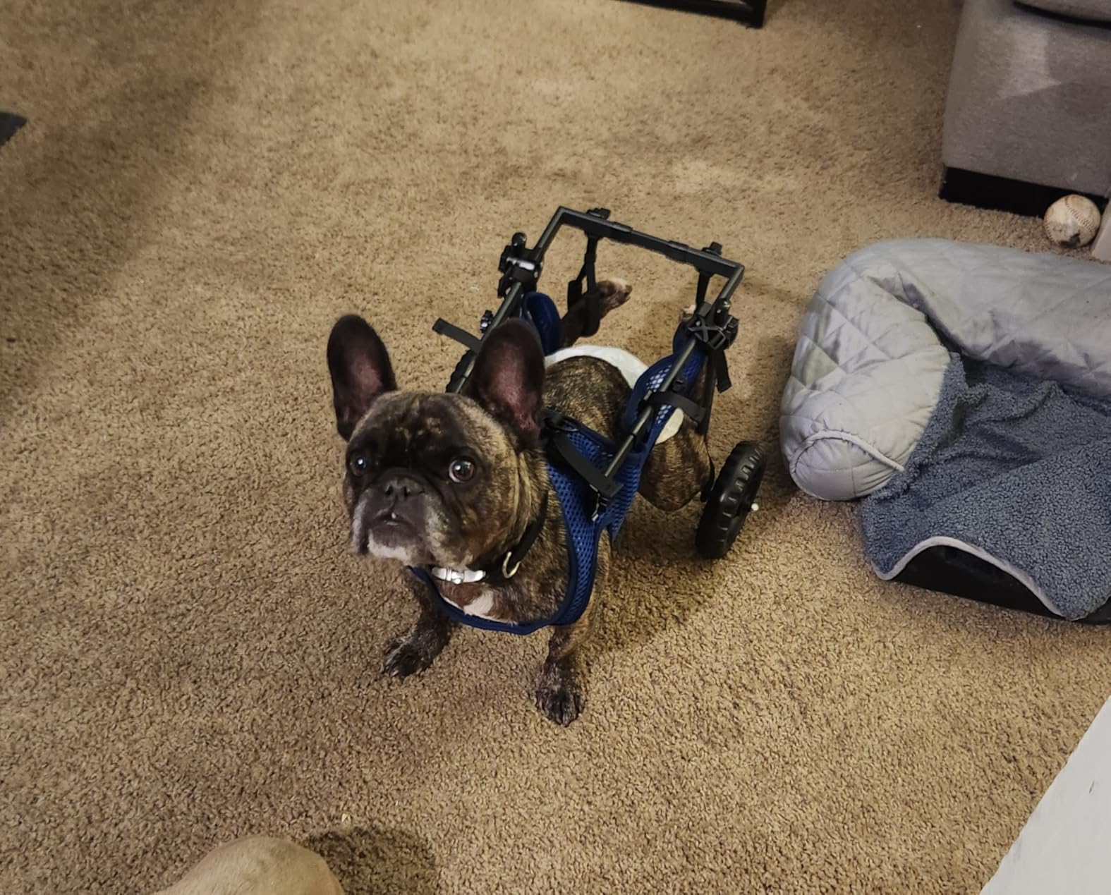 Adjustable Small Dog Wheelchair for Back Legs, Upgraded 5.5in Textured Wheel, Disabled Pets, Leg Brace, Mobility Aid for Small Pets, Hind Limb Rehabilitation, Older, Disabled (S, Chest 13.4-17.7in) customer photo 2