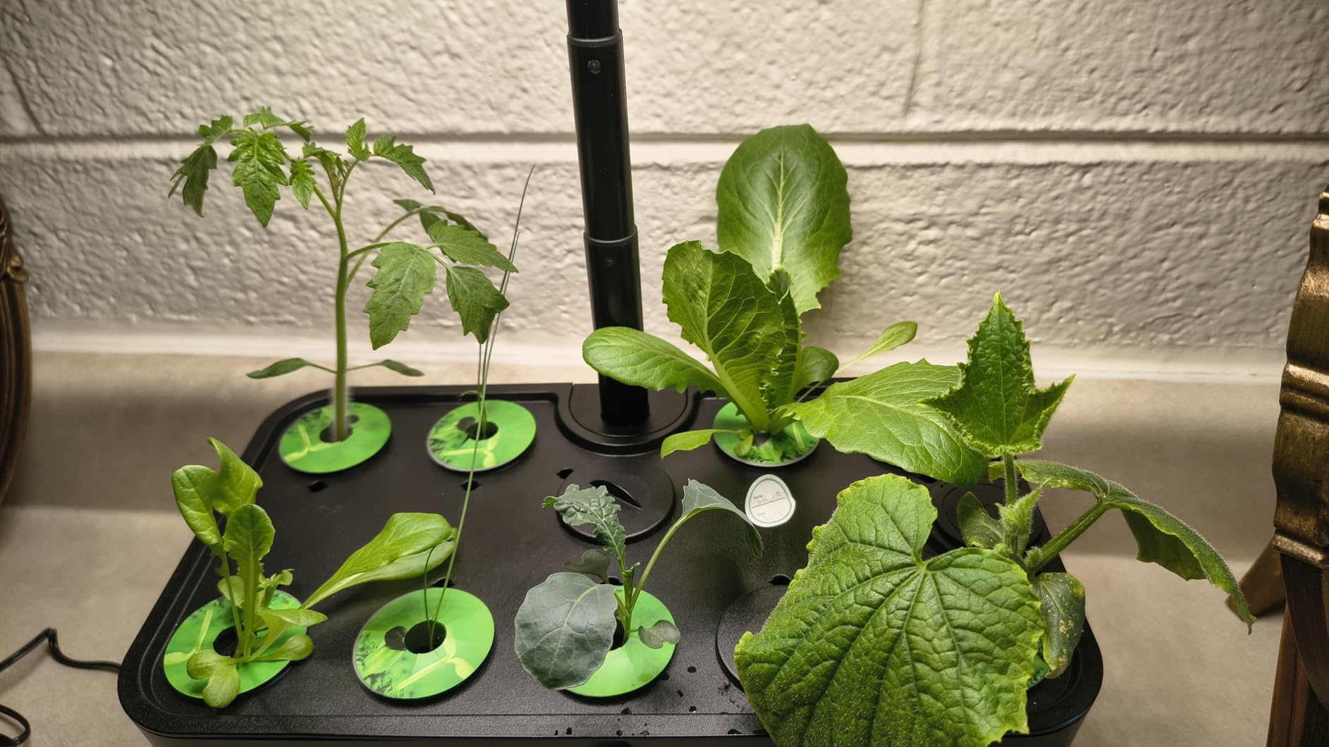 Ahopegarden Indoor Garden Hydroponics Growing System: 10 Pods Kit with LED | Plant Germination Kit Herb Vegetable Growth Lamp Countertop Hydroponic Planter Harvest Lettuce for Healthy-Living Enthusiasts customer photo 2