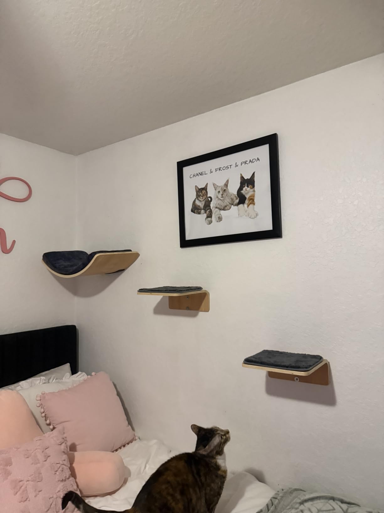 XiaZ Cat Wall Shelves, Corner Cat Shelf with 3 Wide Perch Steps, Kitty Wall Climber Wooden Furniture up to 25lbs, Modern Floating Cats Stairs for Indoor Sleeping, Playing, Climbing customer photo 1