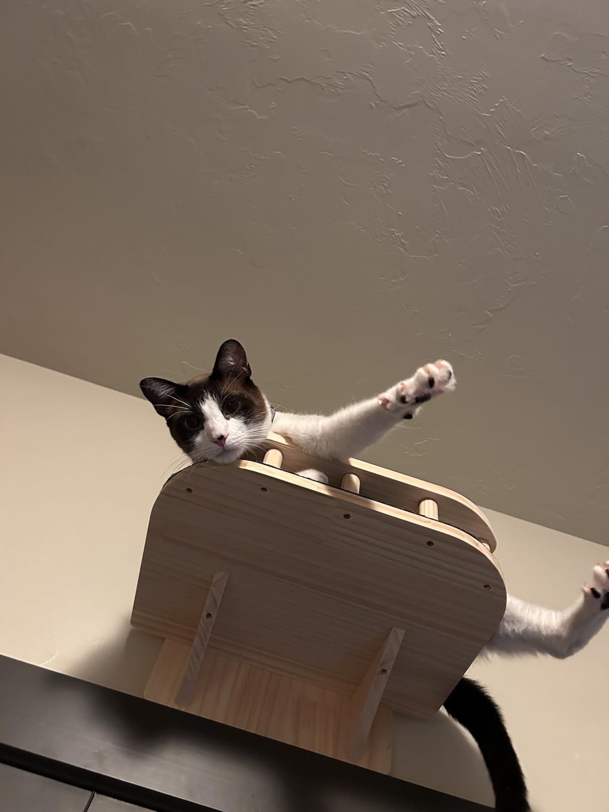 XiaZ Cat Wall Shelves, Corner Cat Shelf with 3 Wide Perch Steps, Kitty Wall Climber Wooden Furniture up to 25lbs, Modern Floating Cats Stairs for Indoor Sleeping, Playing, Climbing customer photo 2