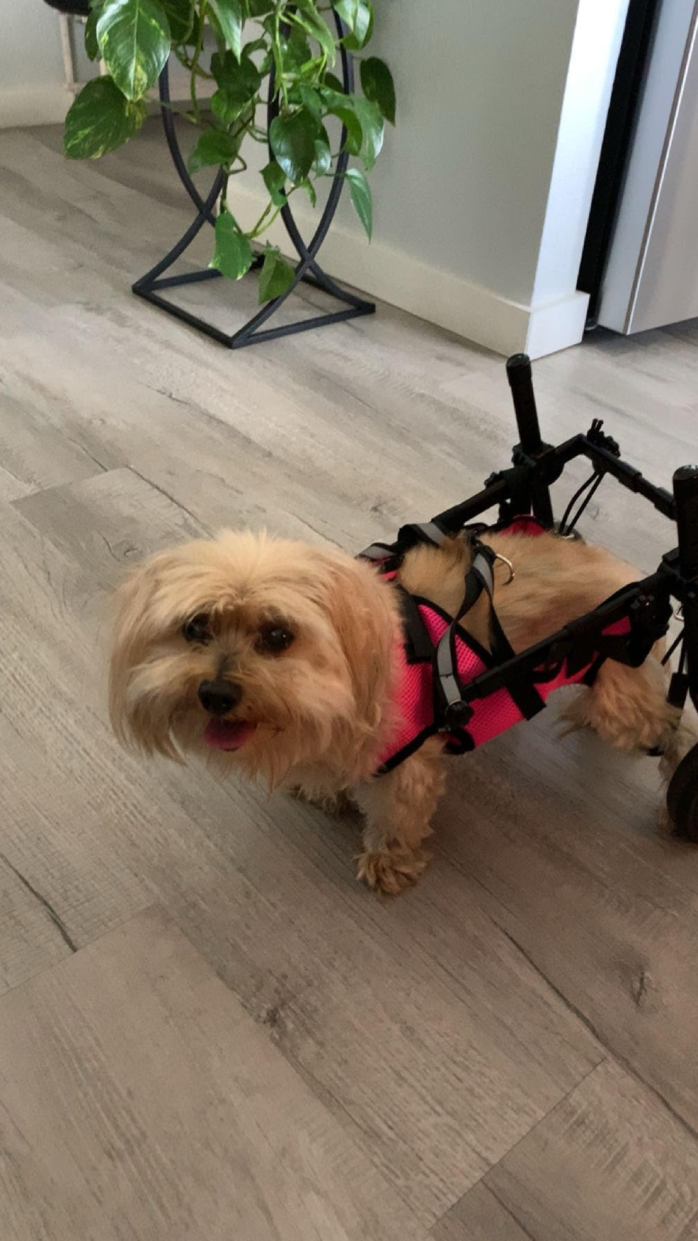 Dog Wheelchair for Back Legs, Dog Wheelchair Cart, Doggy/Cat Wheelchairs with Disabled Hind Legs Walking, Mobility Aids for Small Pets Hind Limbs, Dogs Carts with Wheels, Light Weight customer photo 1