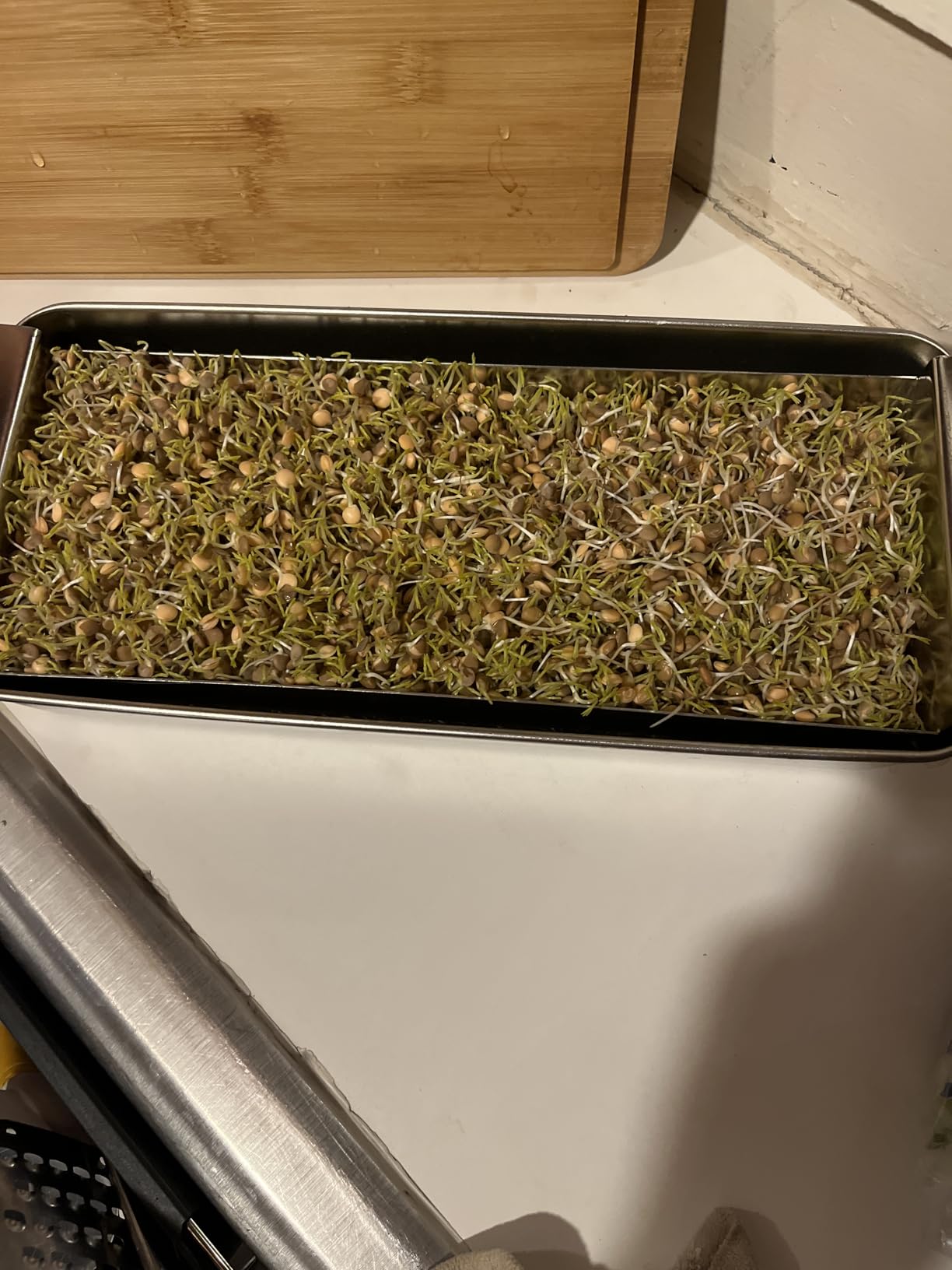 Microgreens Growing Kit - Stackable Stainless Steel Sprouting Tray with Wood Lid, Sprouts Growing Kit for Indoor Gardening in Small Spaces, Kitchen, or Windowsill - No Seeds Included customer photo 1