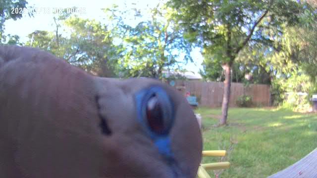 Smart Bird Feeder with Camera Outdoor: 2K Wild Bird Watching Video Cam - Unique Gifts for Nature Lover - Birds House Window at Garden IP66 Solar Charged & Squirrel-Proof Alarm customer photo 2