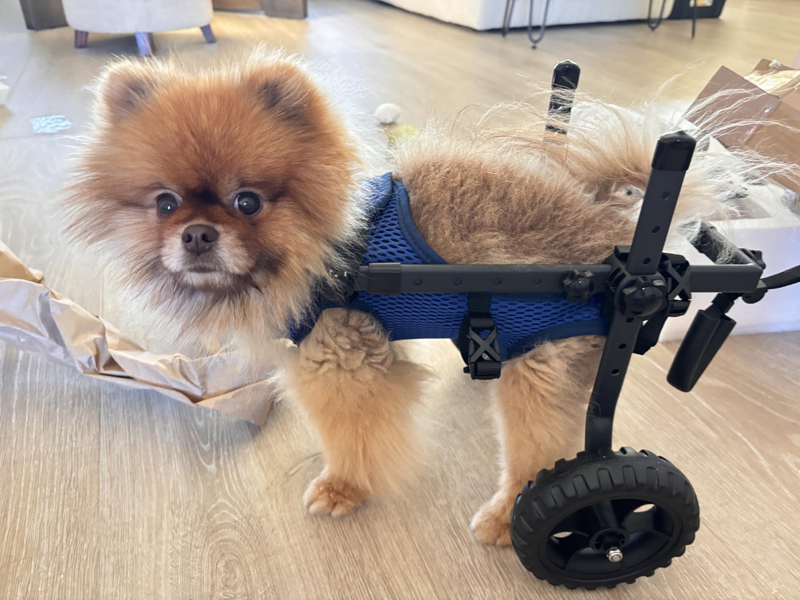 Dog Wheelchair for Back Legs, Dog Wheelchair Cart, Doggy/Cat Wheelchairs with Disabled Hind Legs Walking, Mobility Aids for Small Medium Pet Hind Limbs, Dogs Cart with Wheels, Light Weight customer photo 1