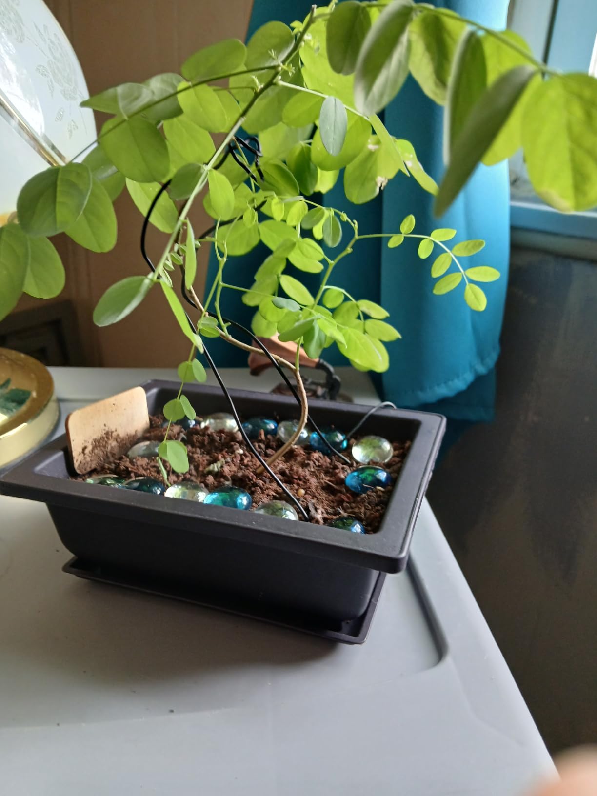 Planter's Choice Bonsai Tree Starter Kit - Birthday Gifts for Women, Men, Adults - Indoor Live House Plants - DIY Adults Craft Kits - Unique Hobby Gift Gardening Lovers - Gift Ideas Mom, Her, Friend customer photo 2