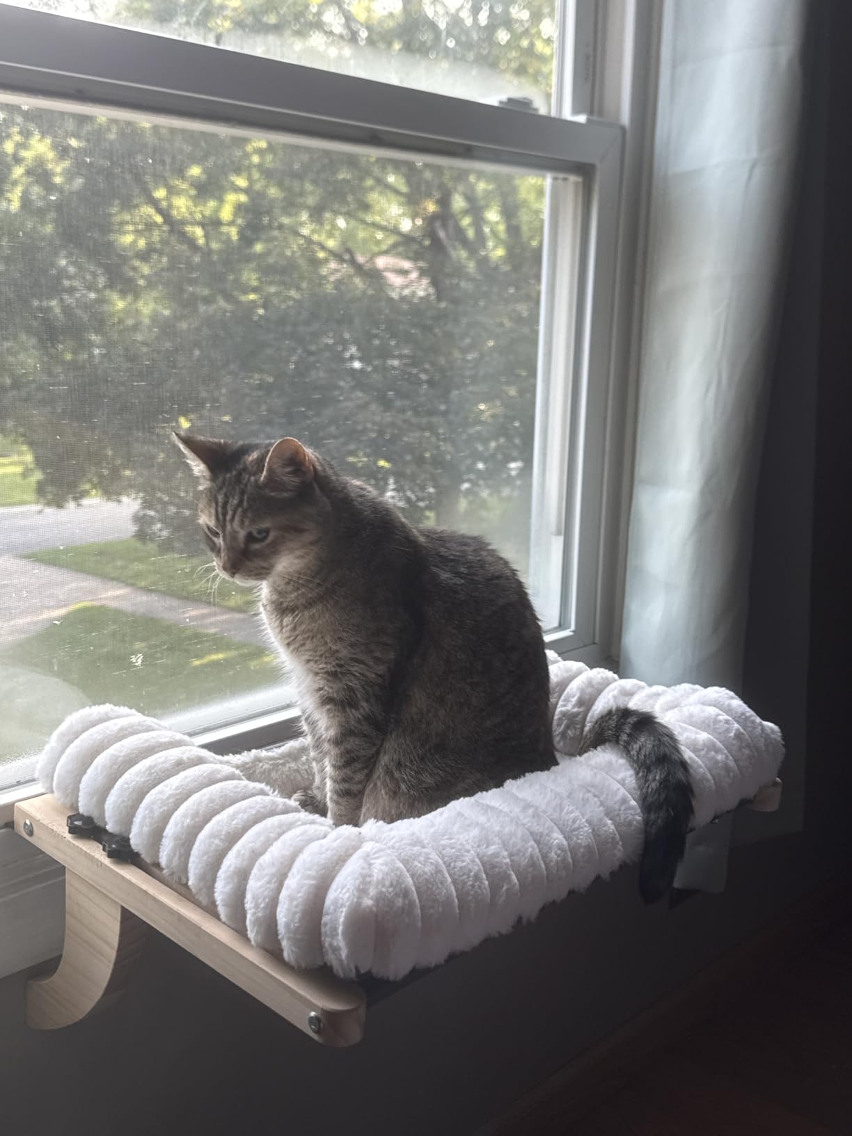 Cloud-Soft Cat Window Sill Perch with Zipper Designed Cushioned Bed, Supportive Cat Window Seat with Premium Solid Wood & Sturdy Metal Frame, Pet Hammock Bed for Large Cats (Medium, White) customer photo 2